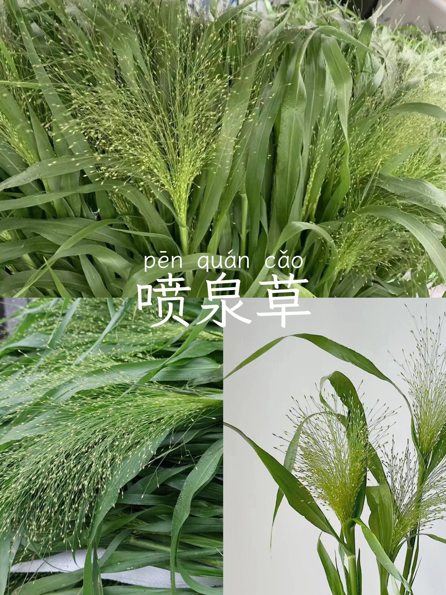 day45 |常用叶材(2) 喷泉草 就像喷泉喷涌一样,灵动浪漫.