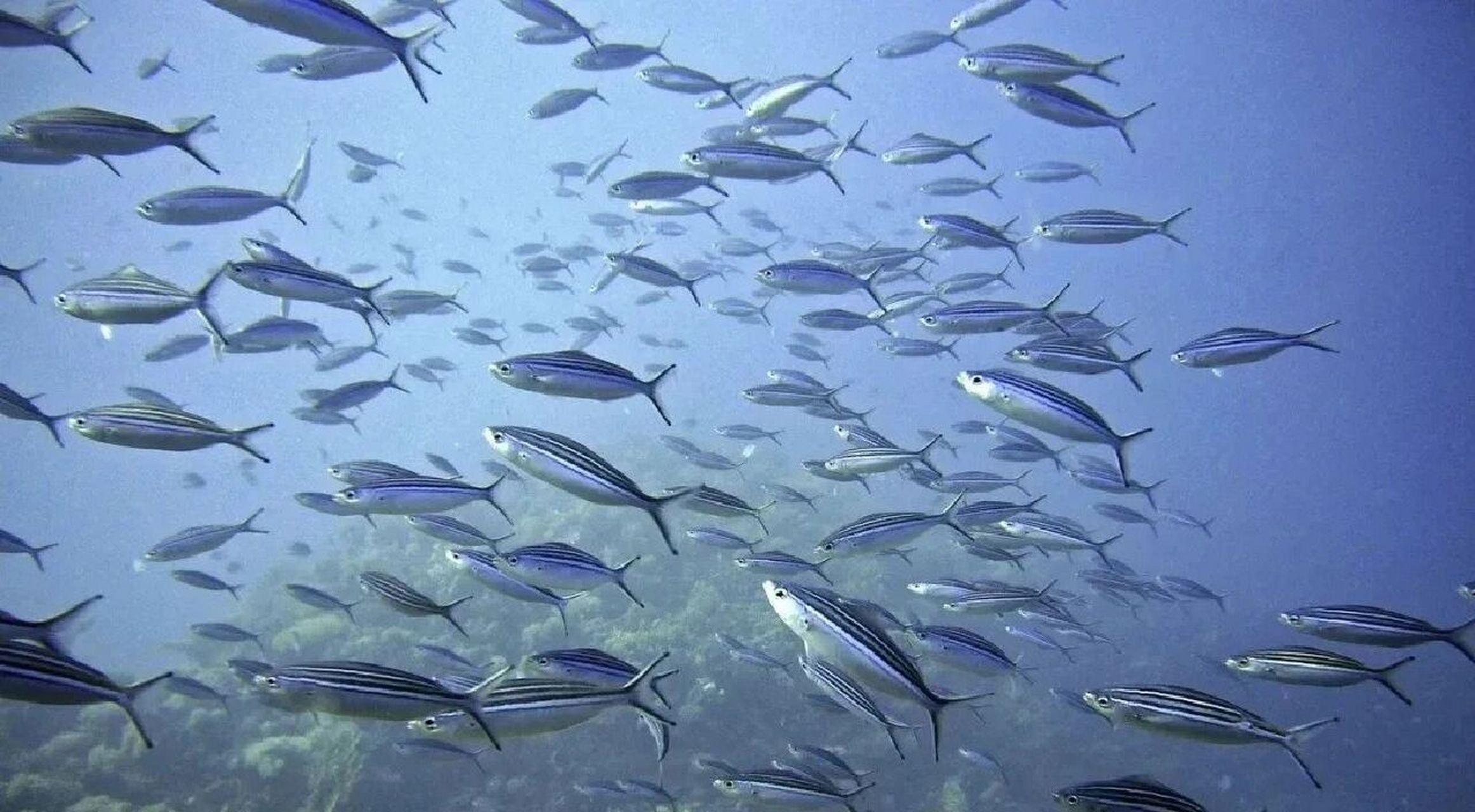 【地理】海洋资源 海洋资源有哪些?