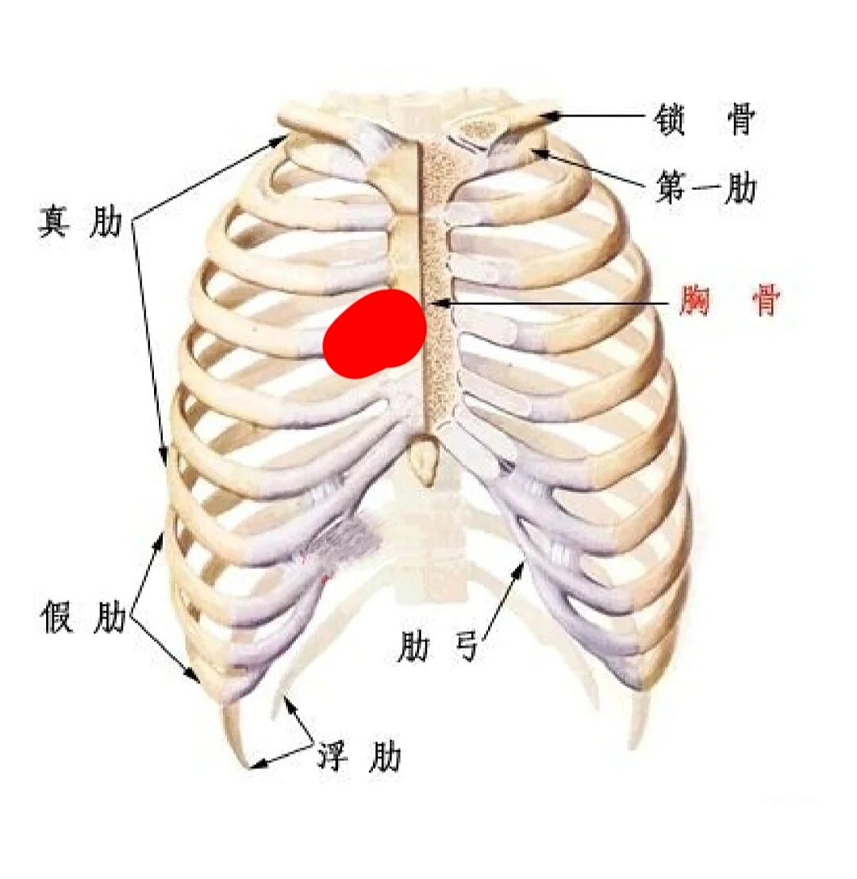 胸骨长了个硬疙瘩 大概半年前 胸骨大概中间偏左一点的位置  摸着就