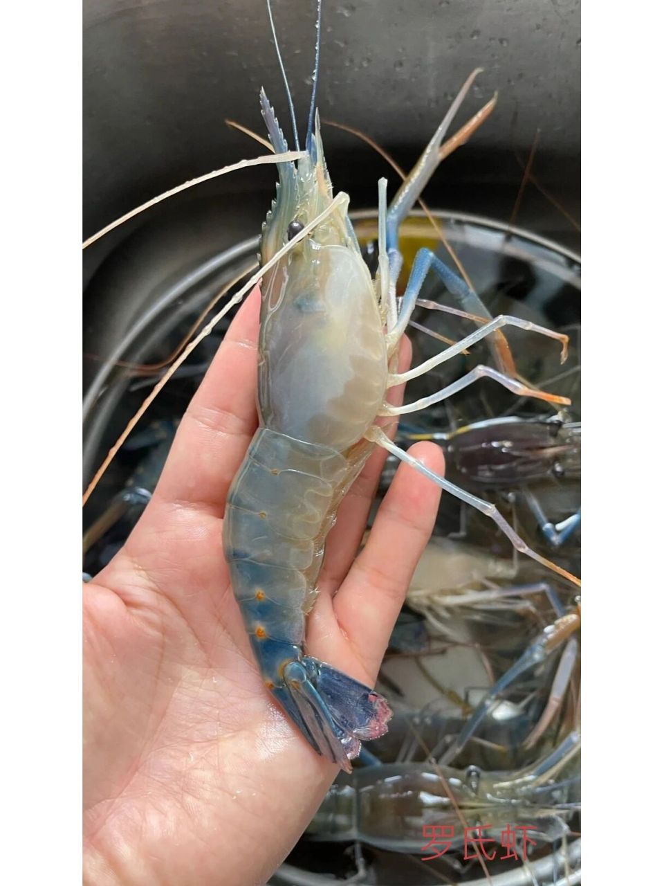 今日科普:太湖一号大虾与罗氏沼虾 太湖一号:太湖1号杂交青虾是中国