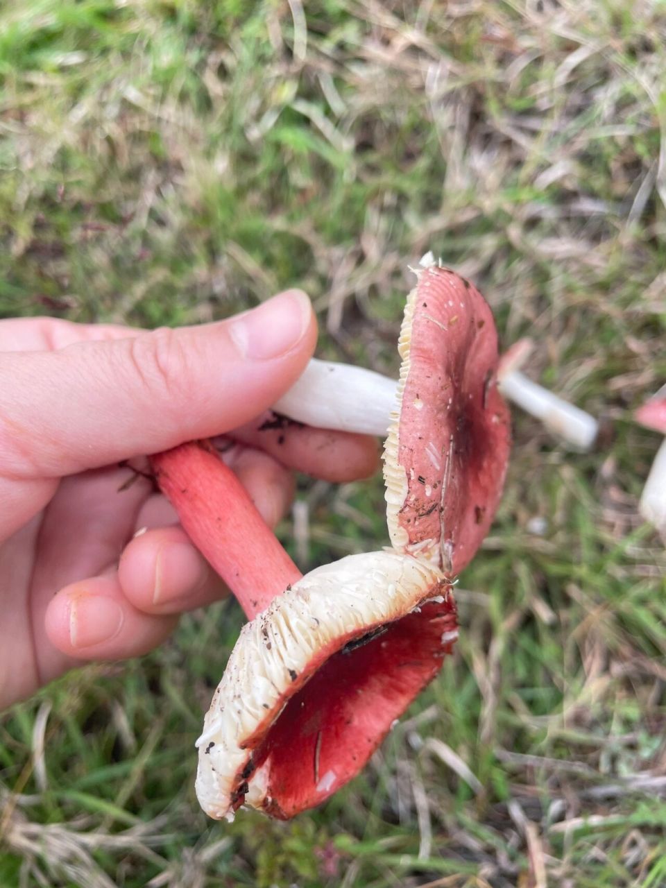 云南野生菌,大红菇,白色的杆是大红菇吗?