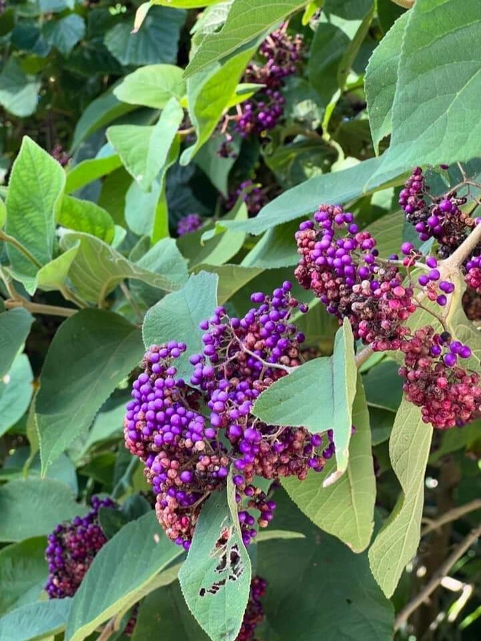 将紫珠草制作成盆景,相信也有不一样的观赏效果的.  春日识花挑战