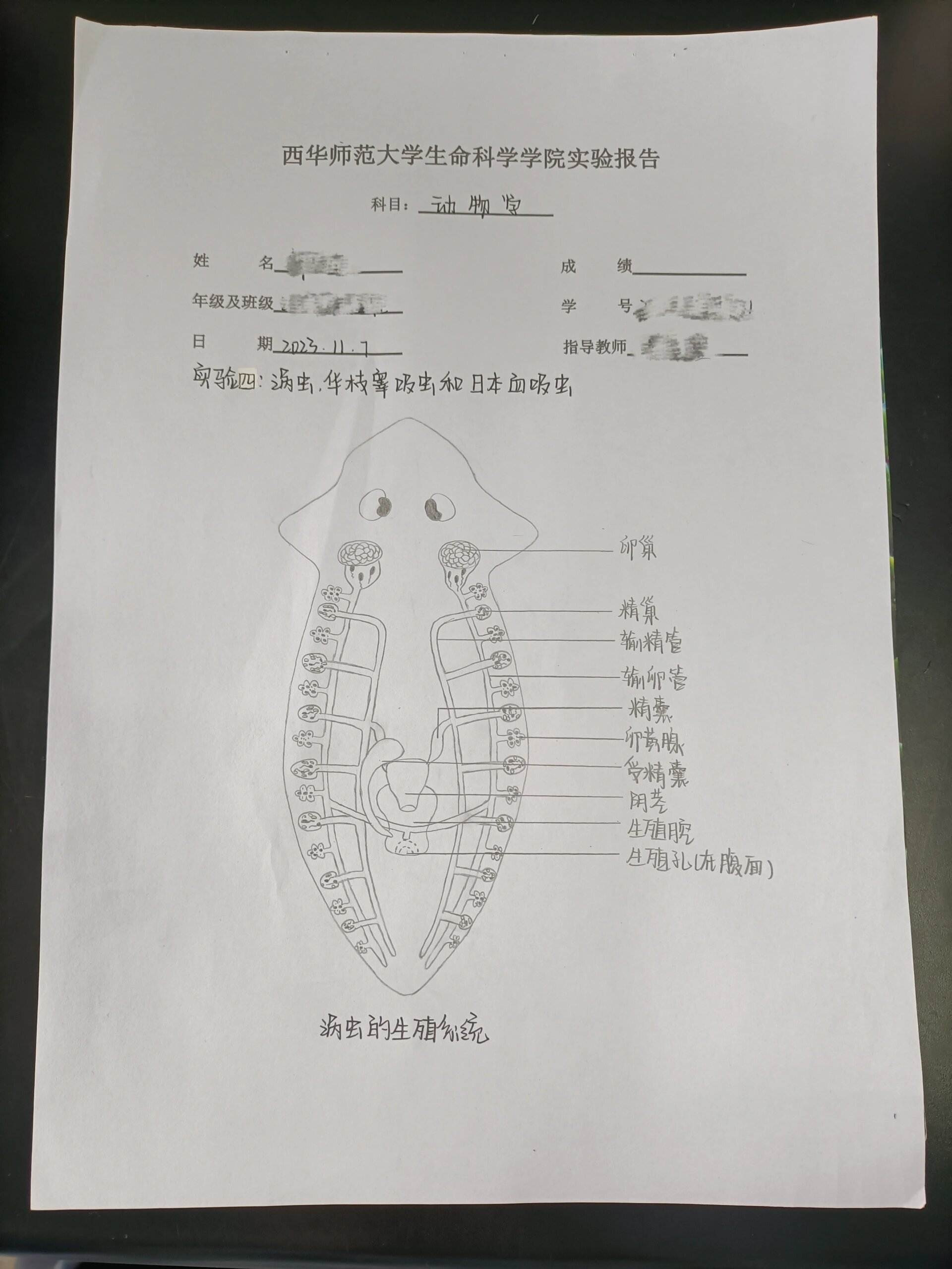 涡虫简笔画及结构特征图片