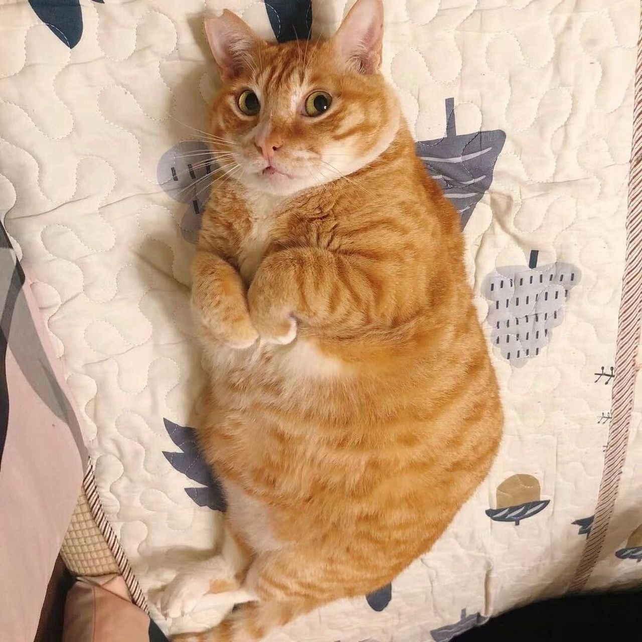 肥橘猫表情包图片