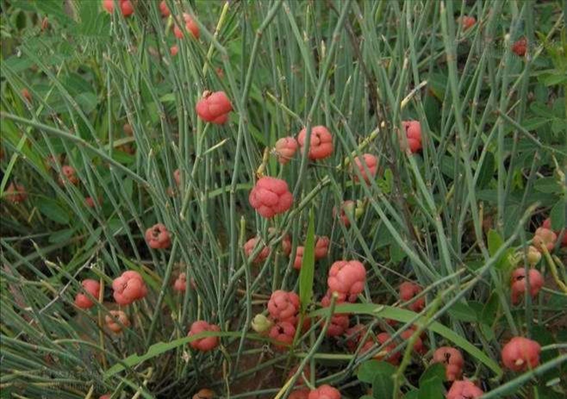 用药部位:为麻黄科植物草麻黄,中麻黄或木贼麻黄的干燥草质茎.