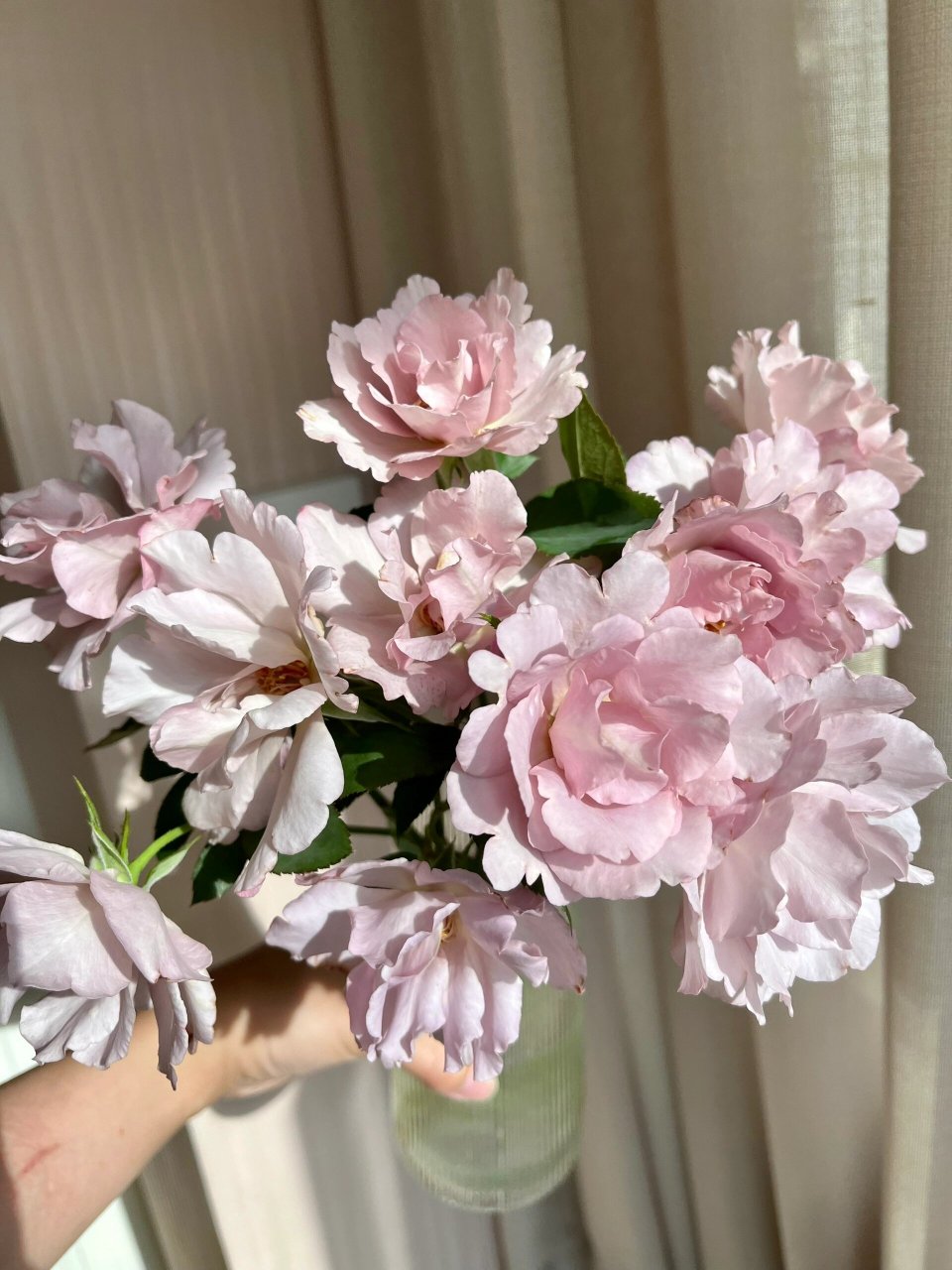 欧月 玫瑰时装 非常清爽的单瓣月季,有香味,夏天养真的是沁人心脾!