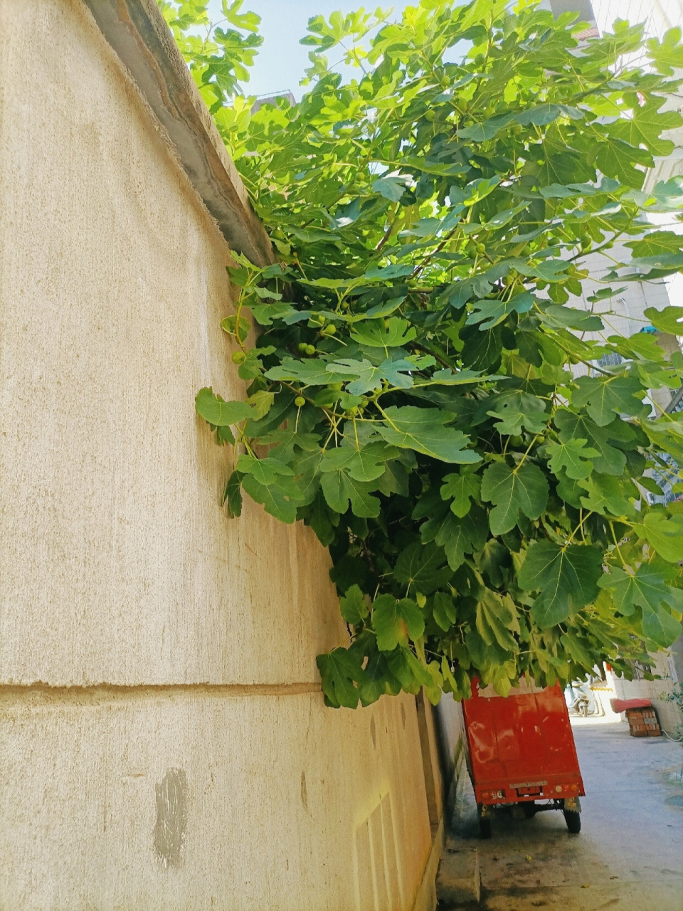 夏天风景图 夏天已经来了,那你呢? p图软件:醒图 (参照几位大神p的)