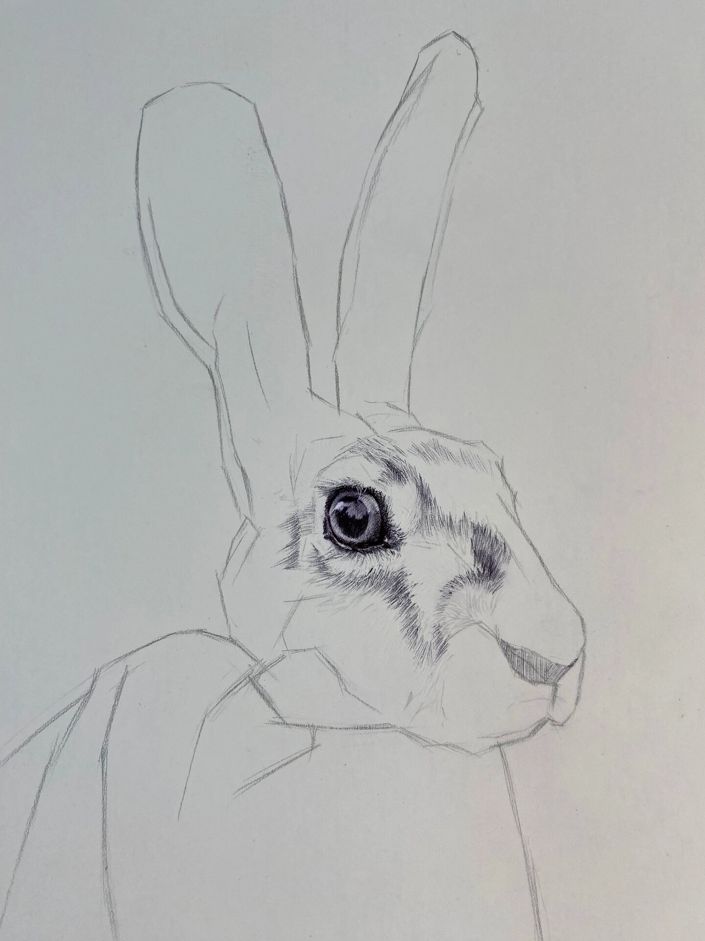 动物素描-野兔 及一些作画步骤
