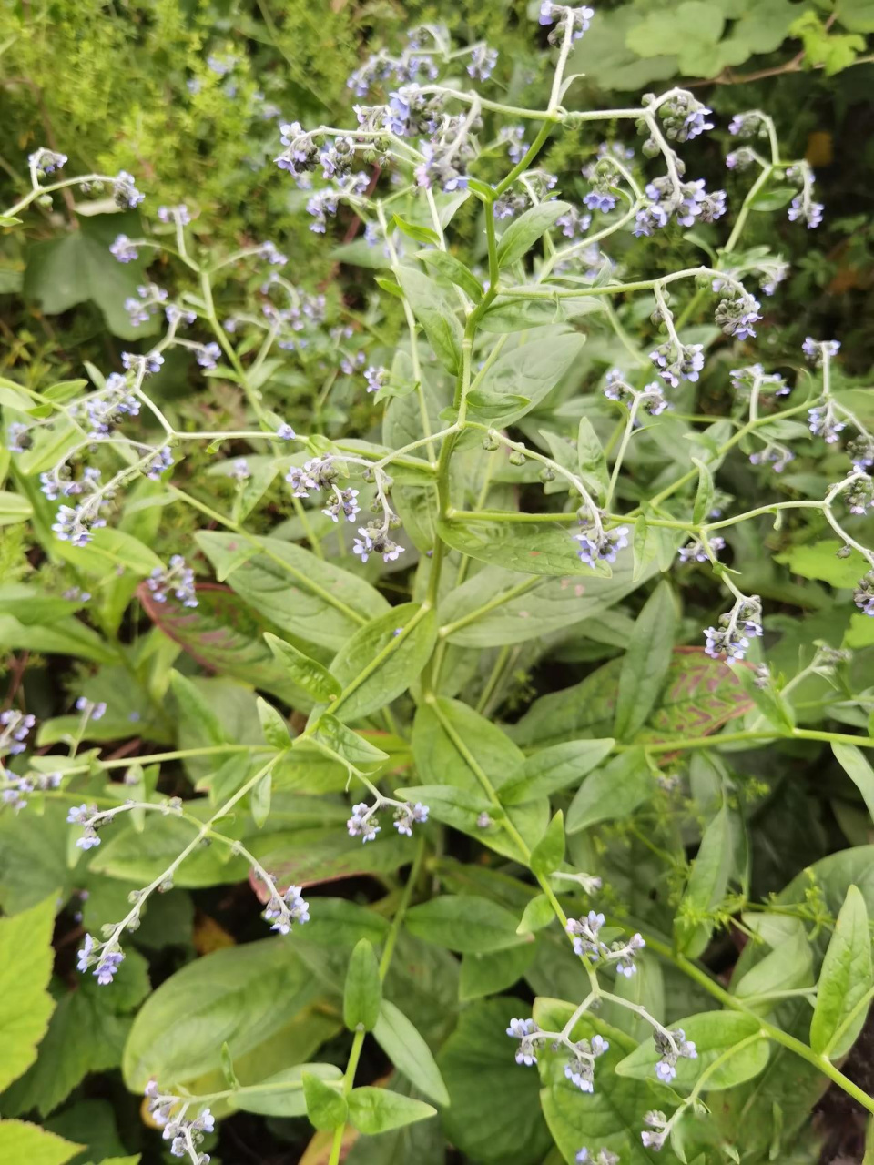 琉璃草还是一味中草药,具要药用价值.