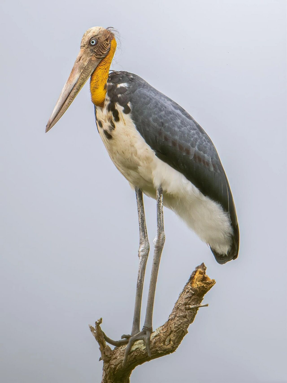 秃鹳图片 lesser adjutant 秃鹳 (leptoptilos javanicus) photo by