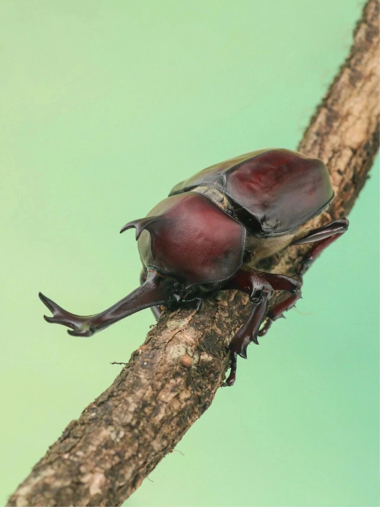 独角仙【饲育指南】