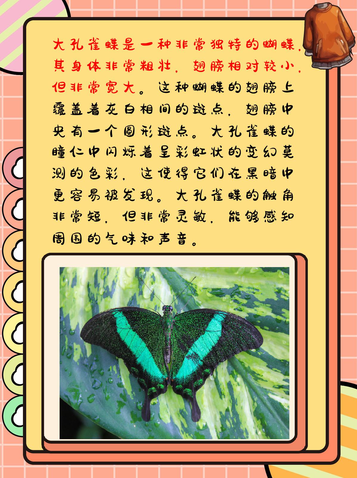 大孔雀蝶昆虫记内容概括