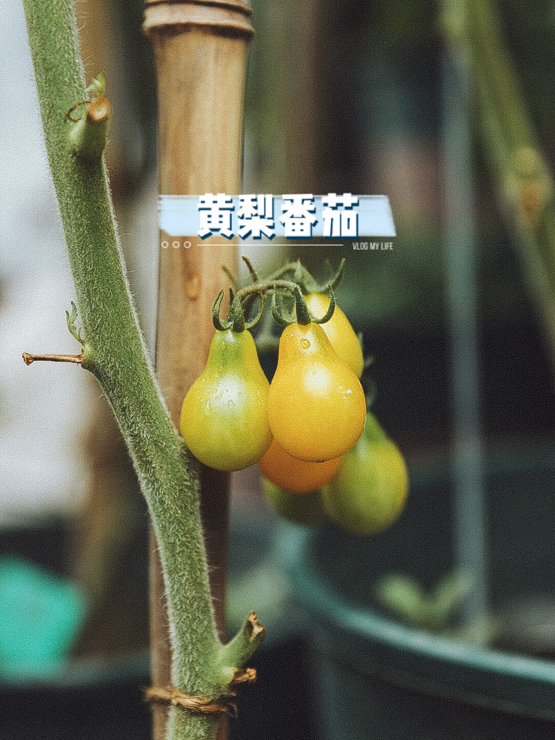 今天跟友友们分享我的宝藏番茄之,形状奇怪的合集哈哈哈哈 我是一个