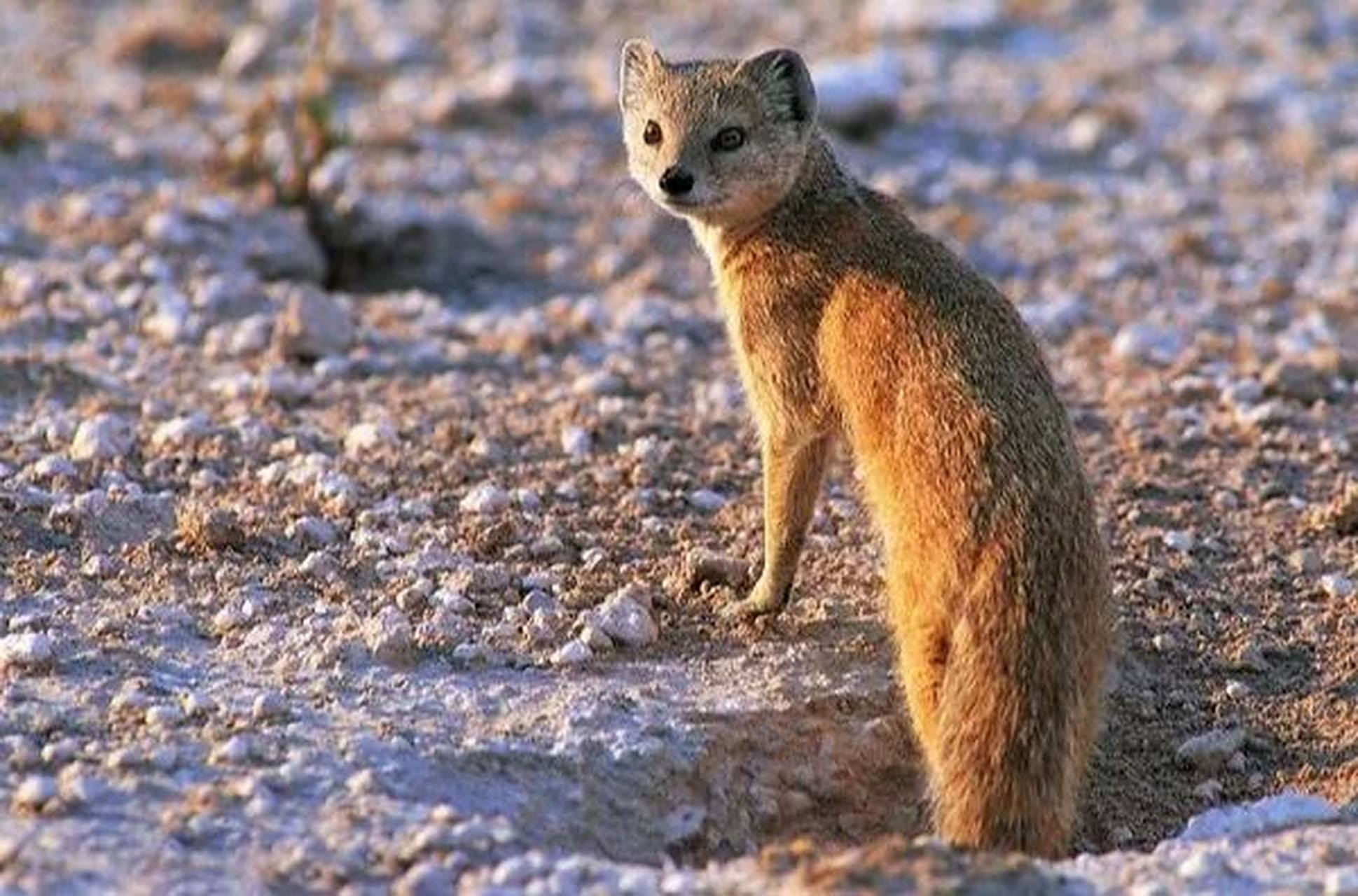 俗名黄鼠狼.体长28-40厘米,尾长12-25厘米,体重210-1200克.