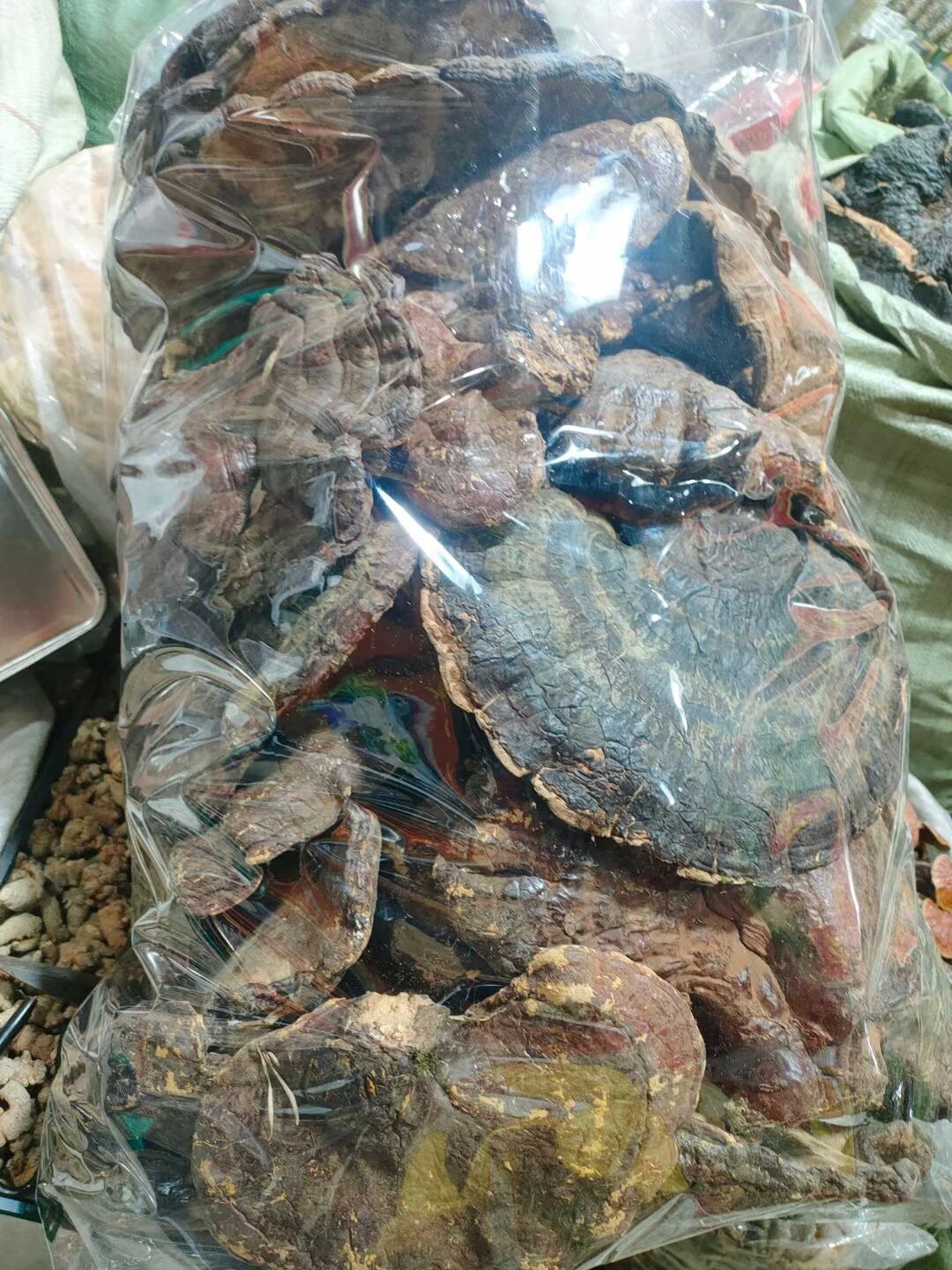 特级正品西藏纯野生松衫白灵芝 67白灵芝具有活血化瘀,风热解痛