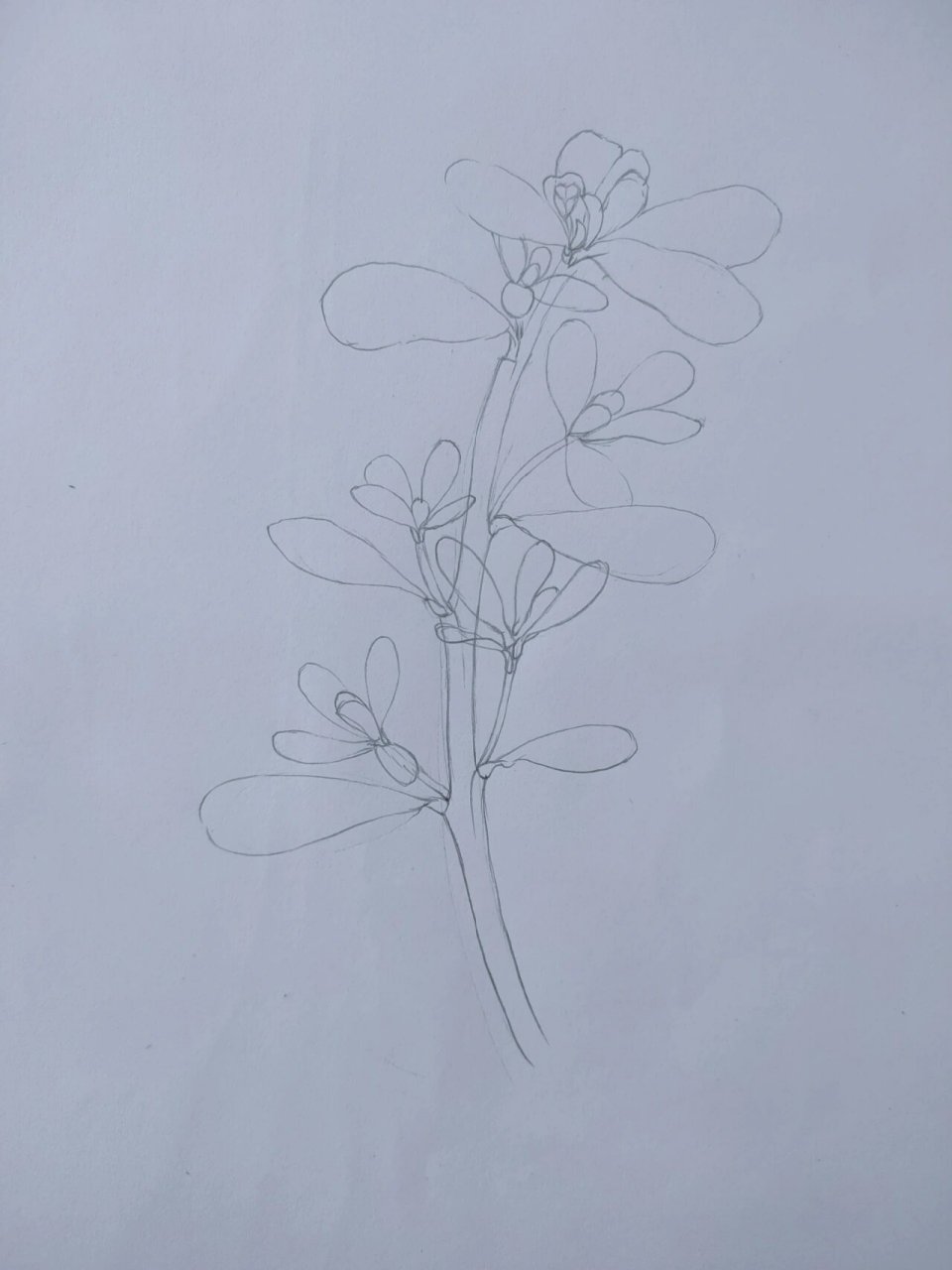 彩铅手绘‖一支不像样的马齿苋 #彩铅临摹# #彩铅手绘# #画画# #彩铅