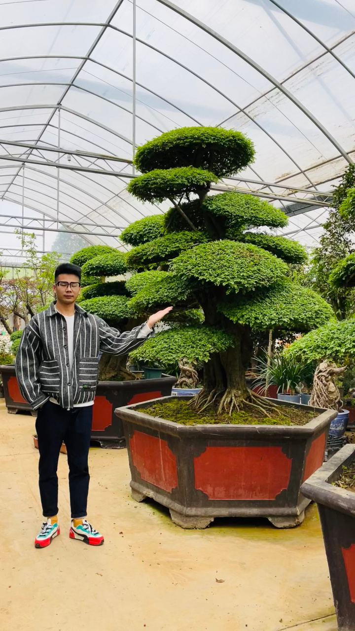 su),又名对节白蜡,湖北白蜡,是木犀科梣属的植物,落叶大乔木,高达19米