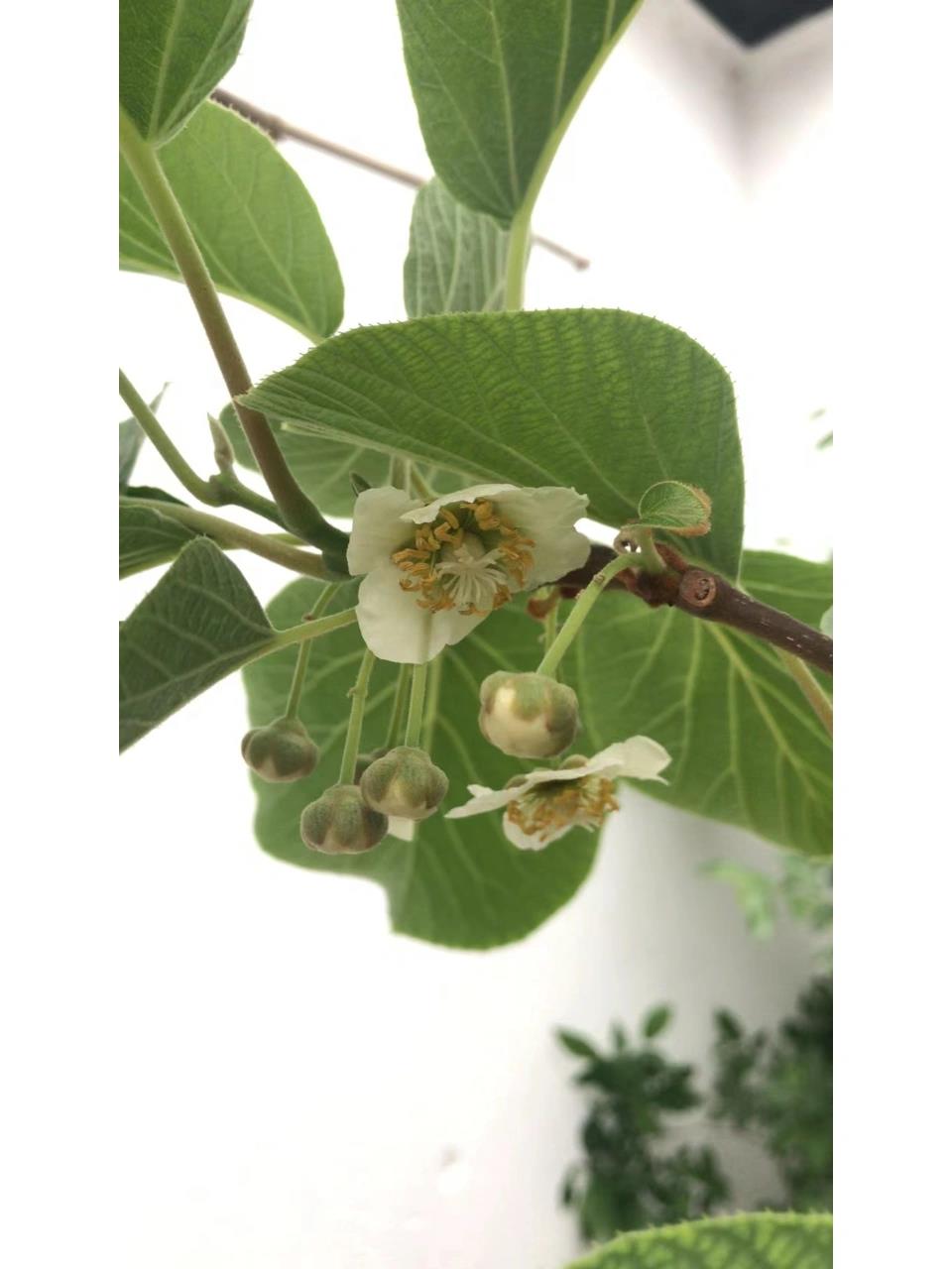 07猕猴桃开花了!是母的
