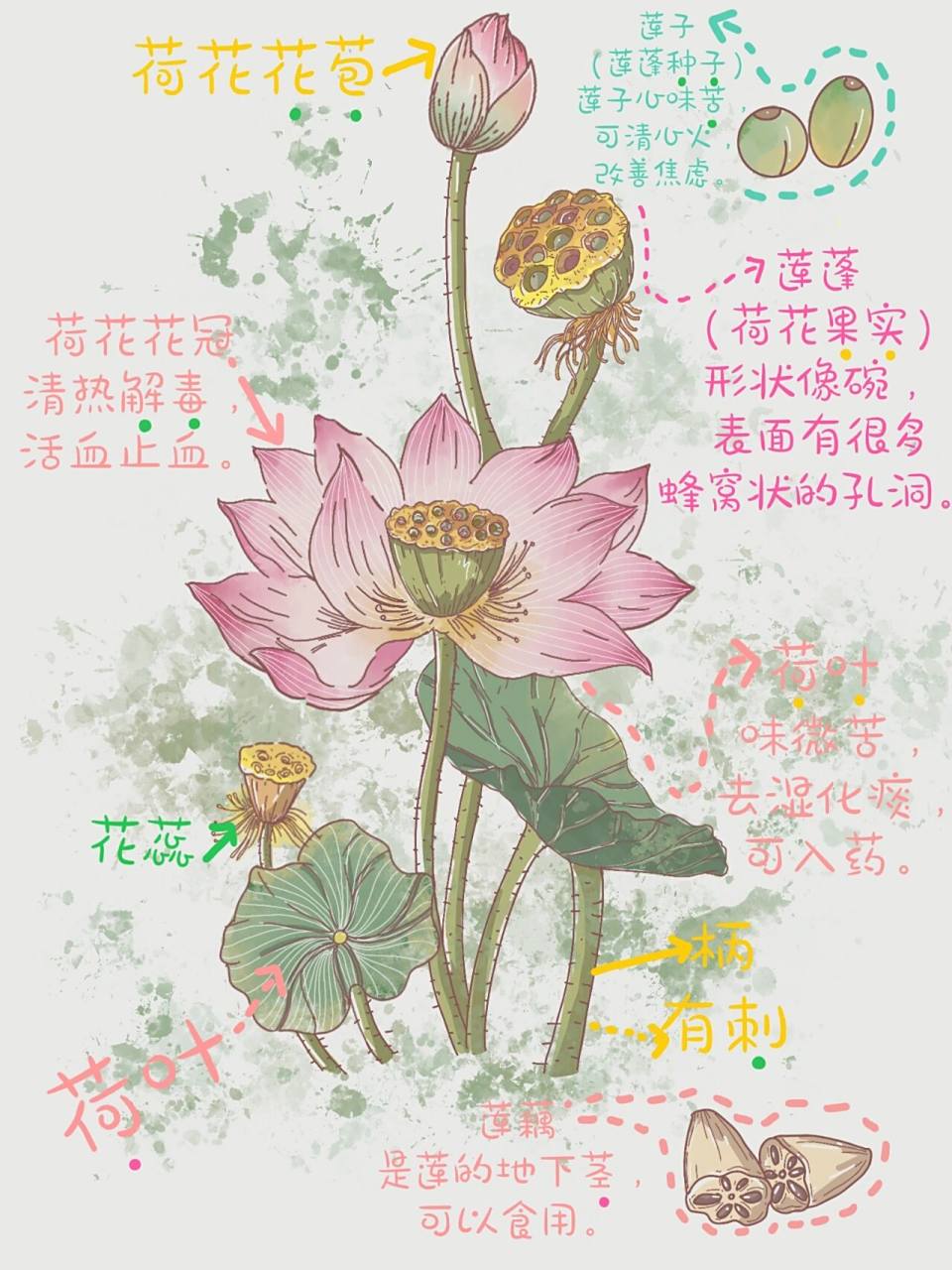 手绘原创科普插画|荷花 荷花   英文名称:lotus flower属毛茛目,莲科