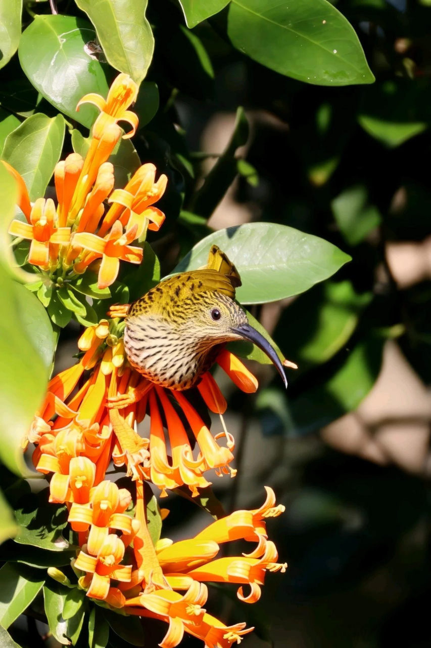 【百鸟志61图纪】 (290)◇70纹背捕蛛鸟70◇ (癸卯季冬,摄于