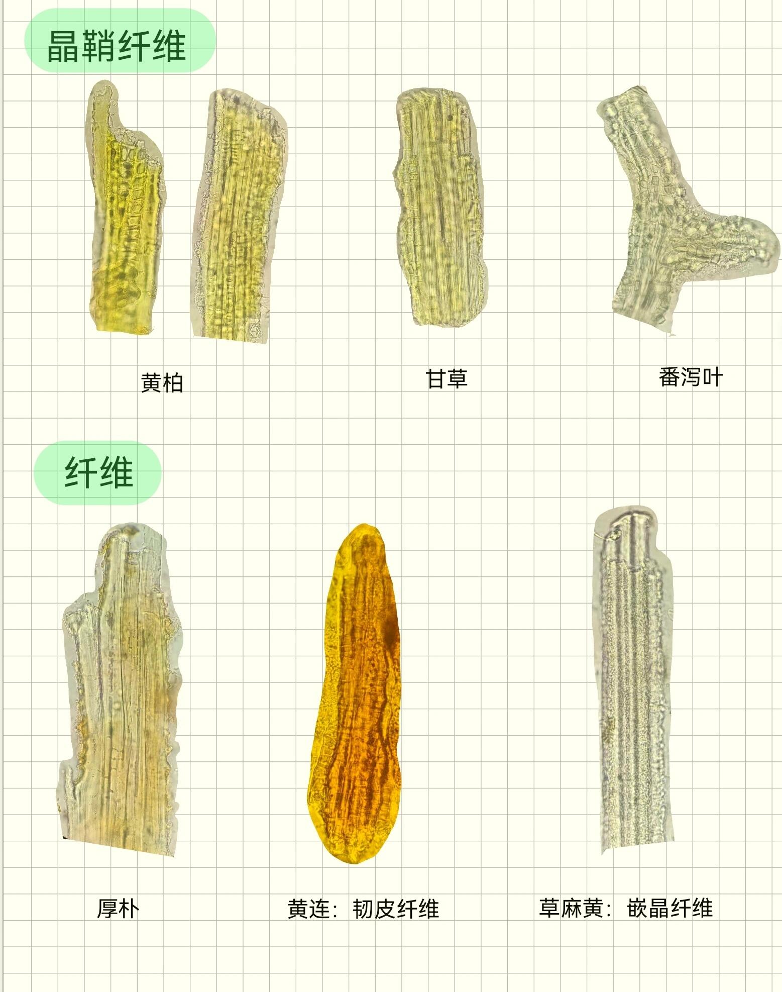 中药鉴定学实验:未知混合粉末鉴别 石细胞,纤维,花粉粒,腺毛非腺毛的