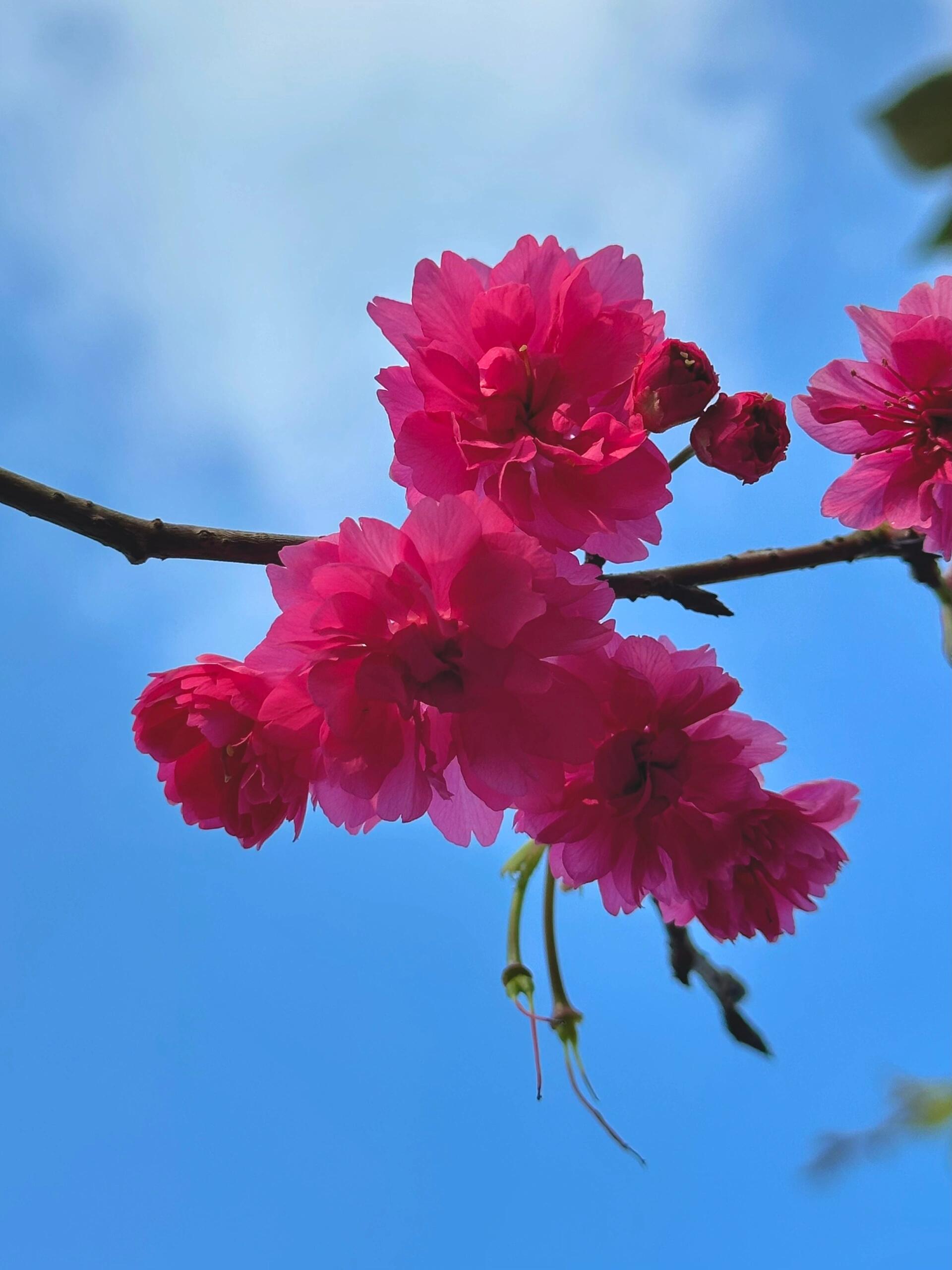 樱花·八重寒绯樱 花友们新年好! 岁岁喜乐,年年安康!