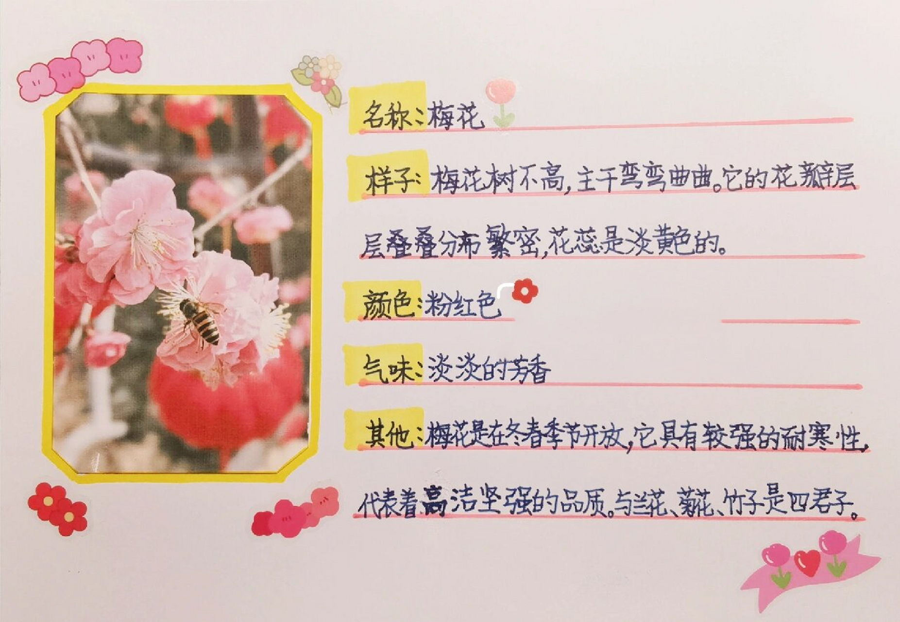 三年级语文下册我的植物朋友梅花植物记录卡