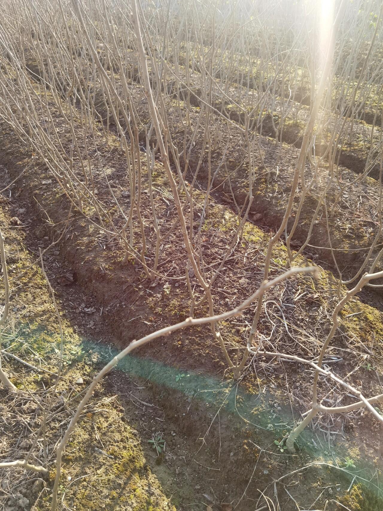 桑葚苗种植好时间!