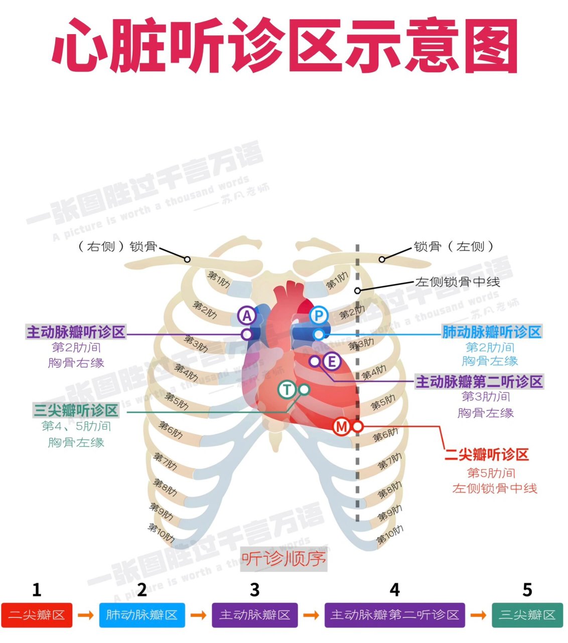 心脏瓣膜听诊区示意图图片