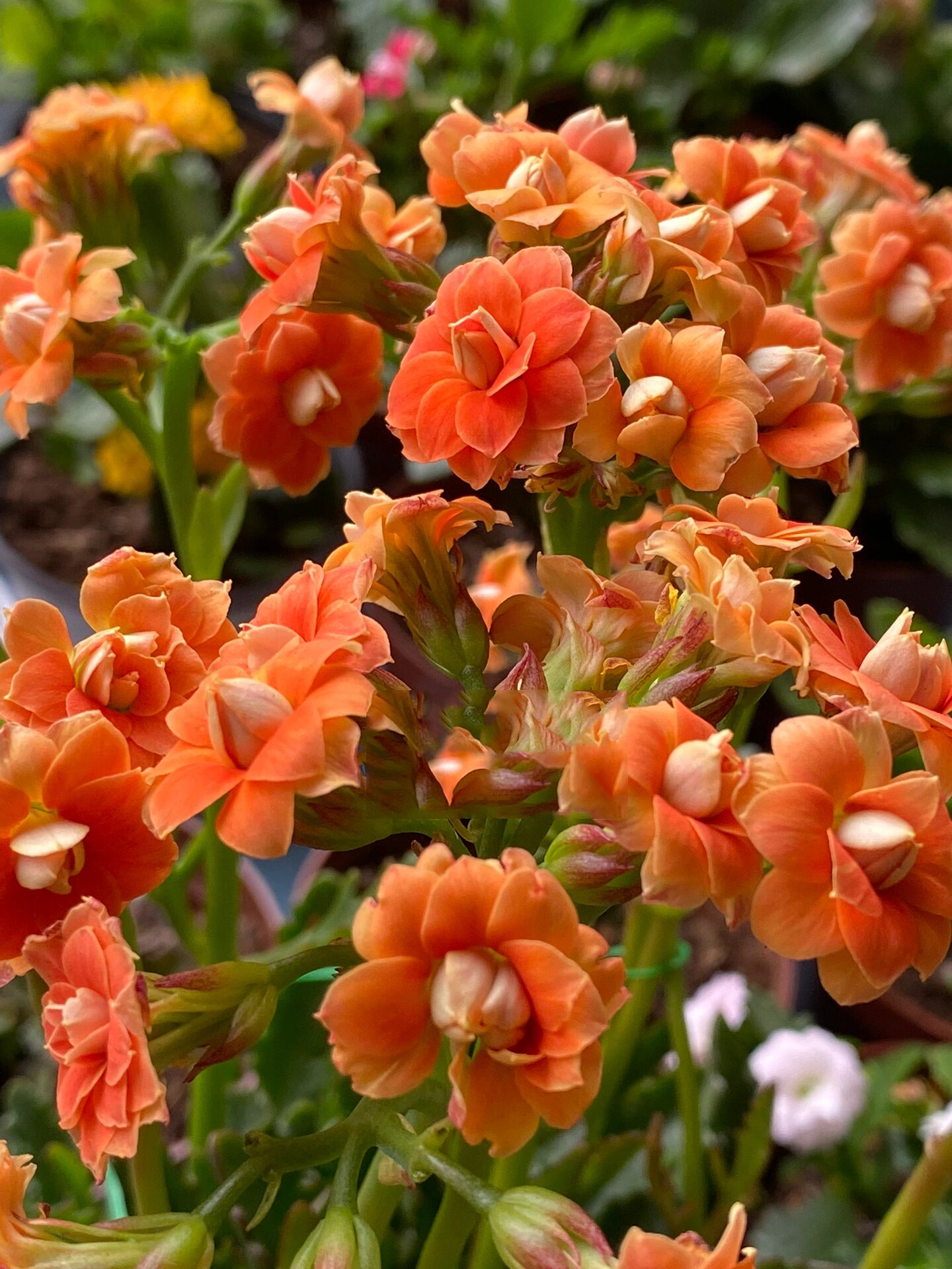 鹿角橙～(74)记录长寿花的日常 鹿角橙～非常漂亮的橙色,大高个的鹿角