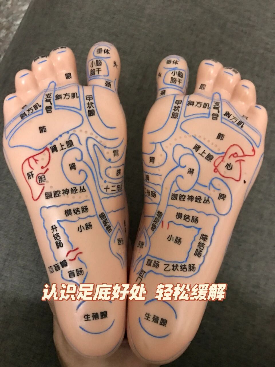 足部反射区是指人体的脏腑组织器官在人体双足部所对应的解剖部位