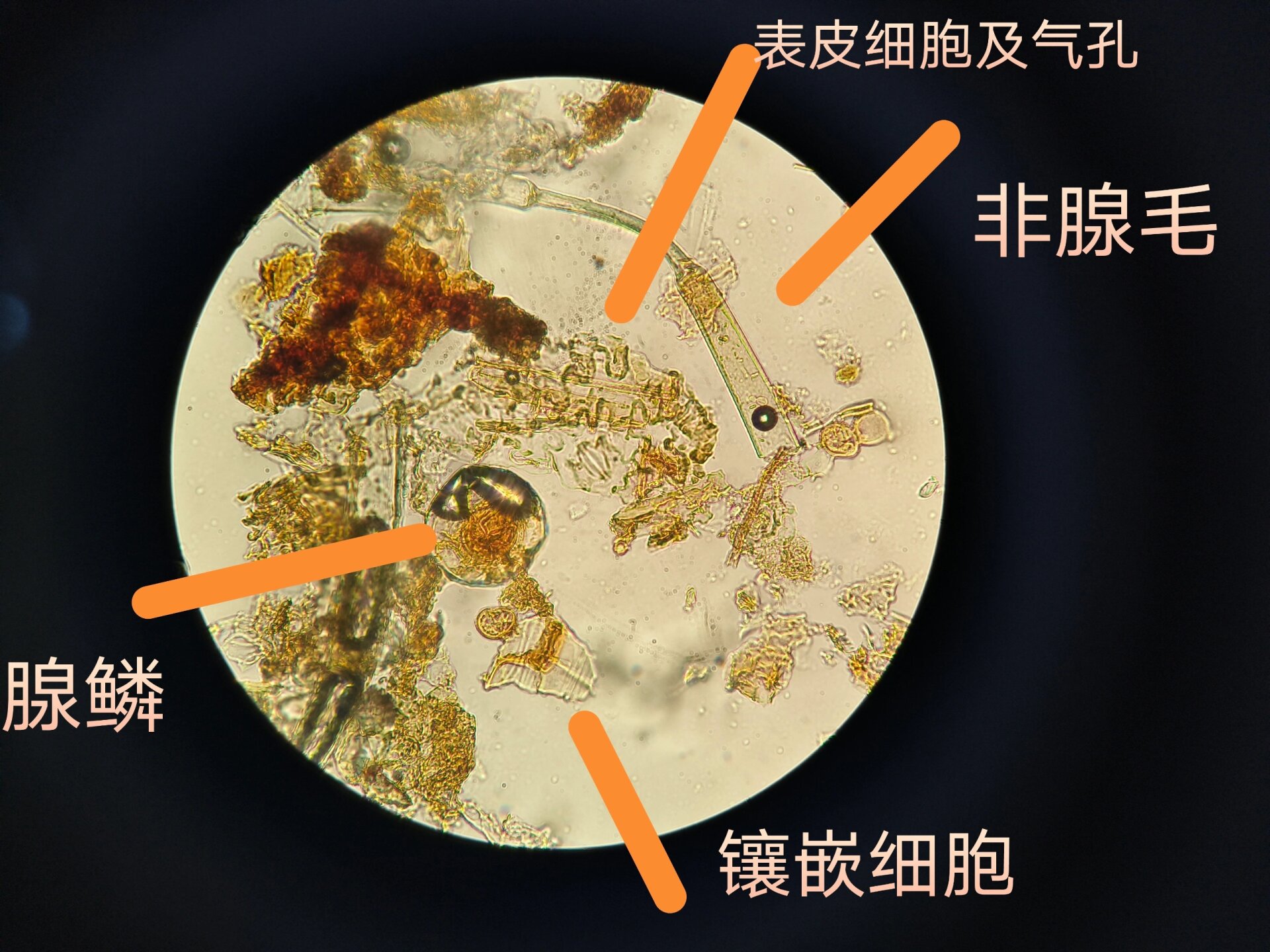 薄荷粉末显微鉴别图