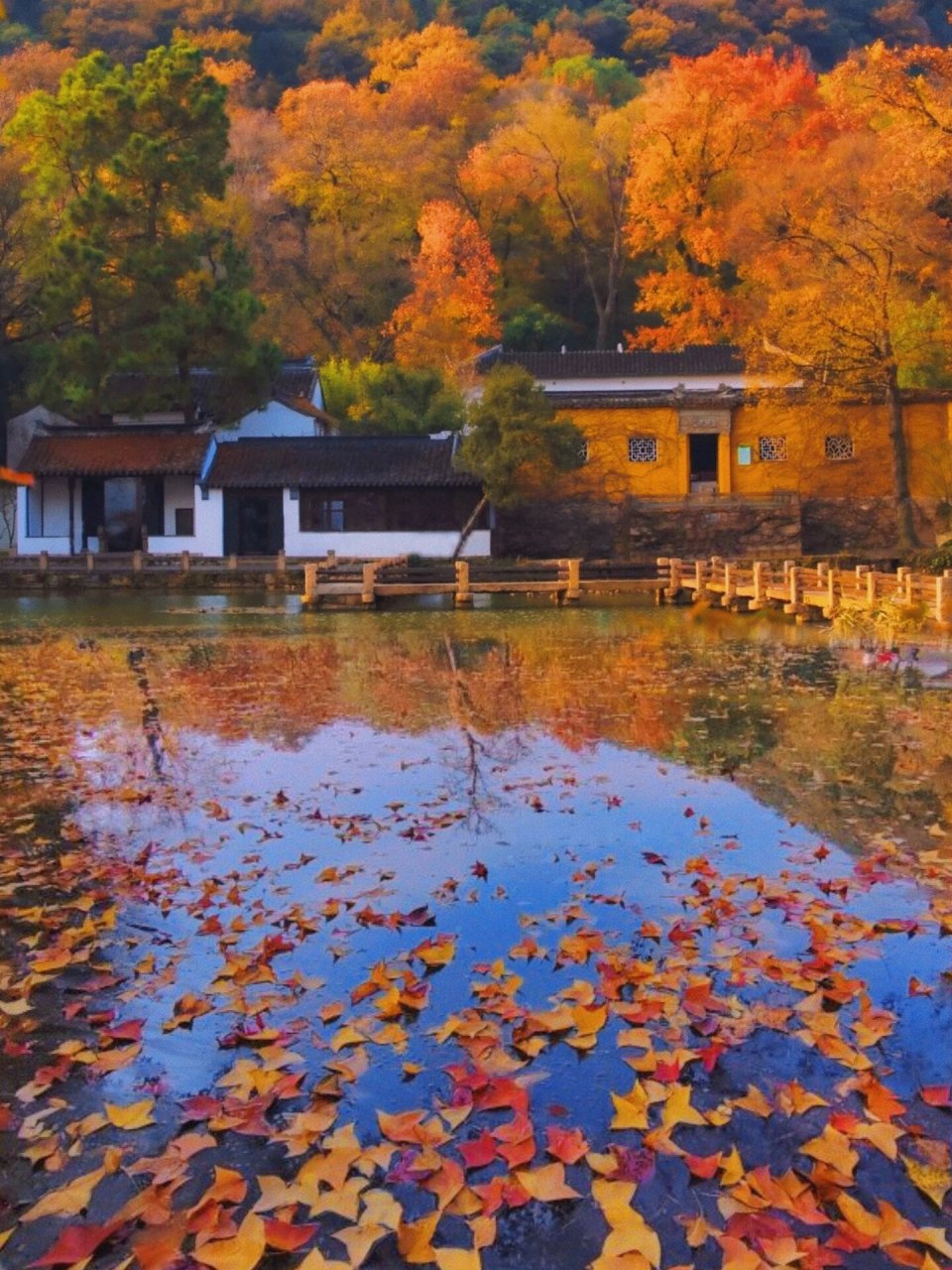 苏州天平山枫叶图片