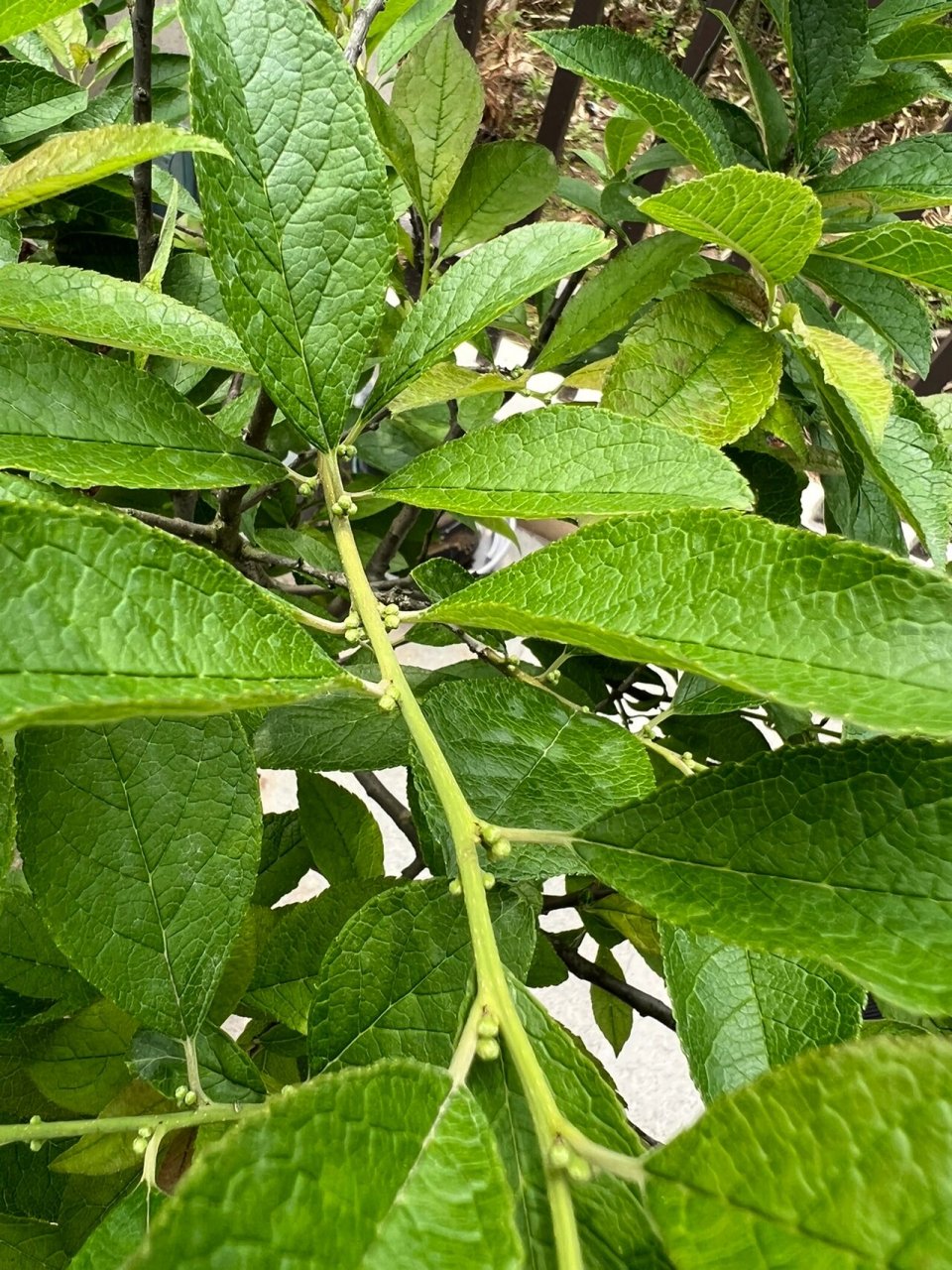 北美冬青雌雄挂果对比 看雄树密密麻麻的花苞,雌树一串顶多三个花苞