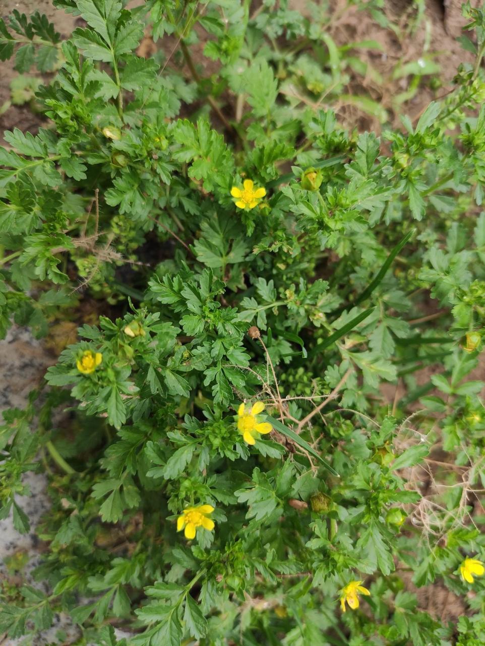 叫朝天委陵菜,也叫"鸡毛菜",铺地委陵菜,仰卧委陵菜,蔷薇科委陵菜属