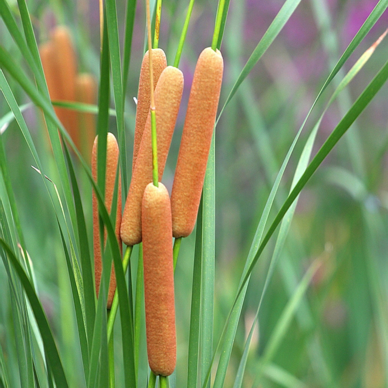 香蒲科,香蒲属多年生,水生或沼生草本植物.