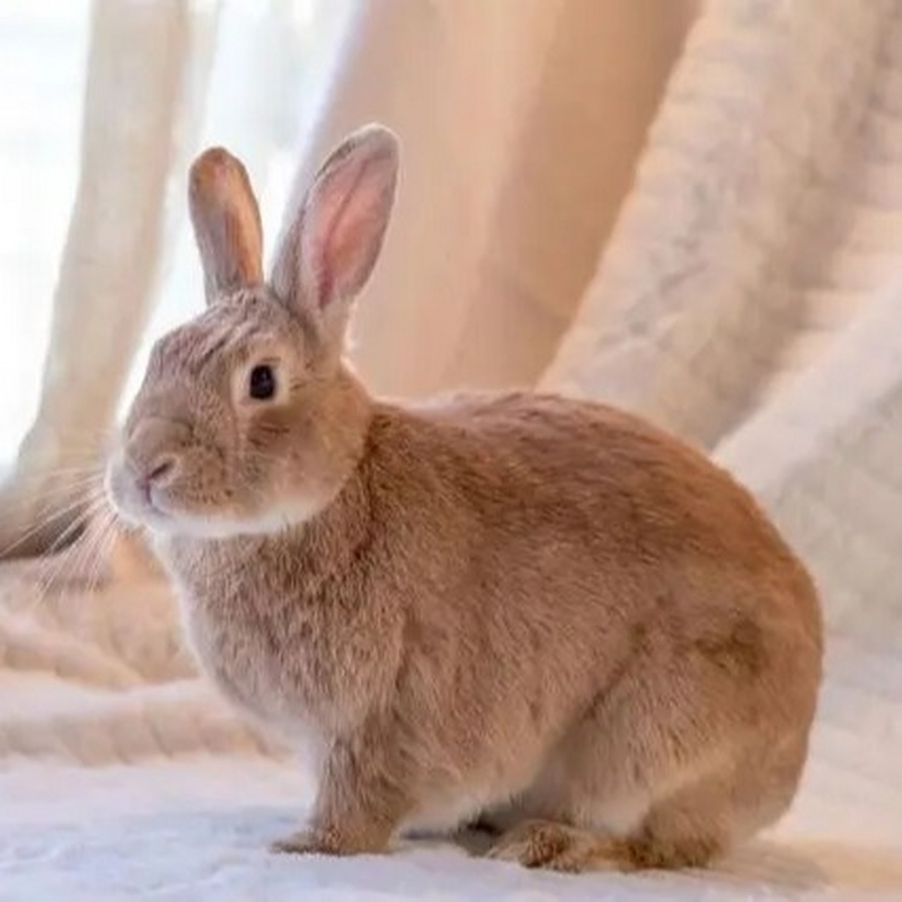 小兔子有哪些特点图片
