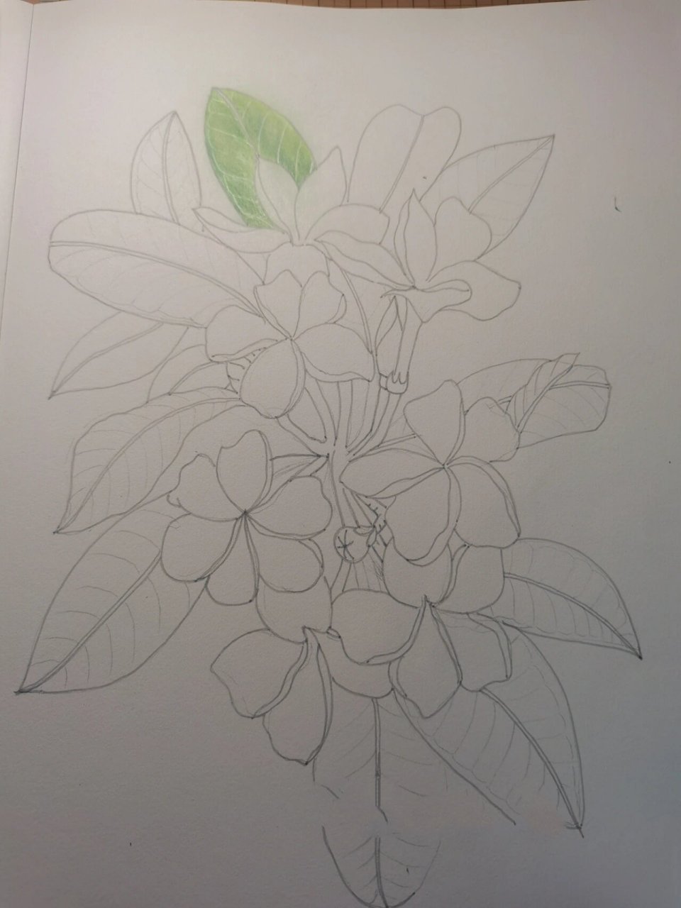 彩铅手绘:鸡蛋花 这是迄今我画过最喜欢的一幅鸡蛋花,记得第一次见到