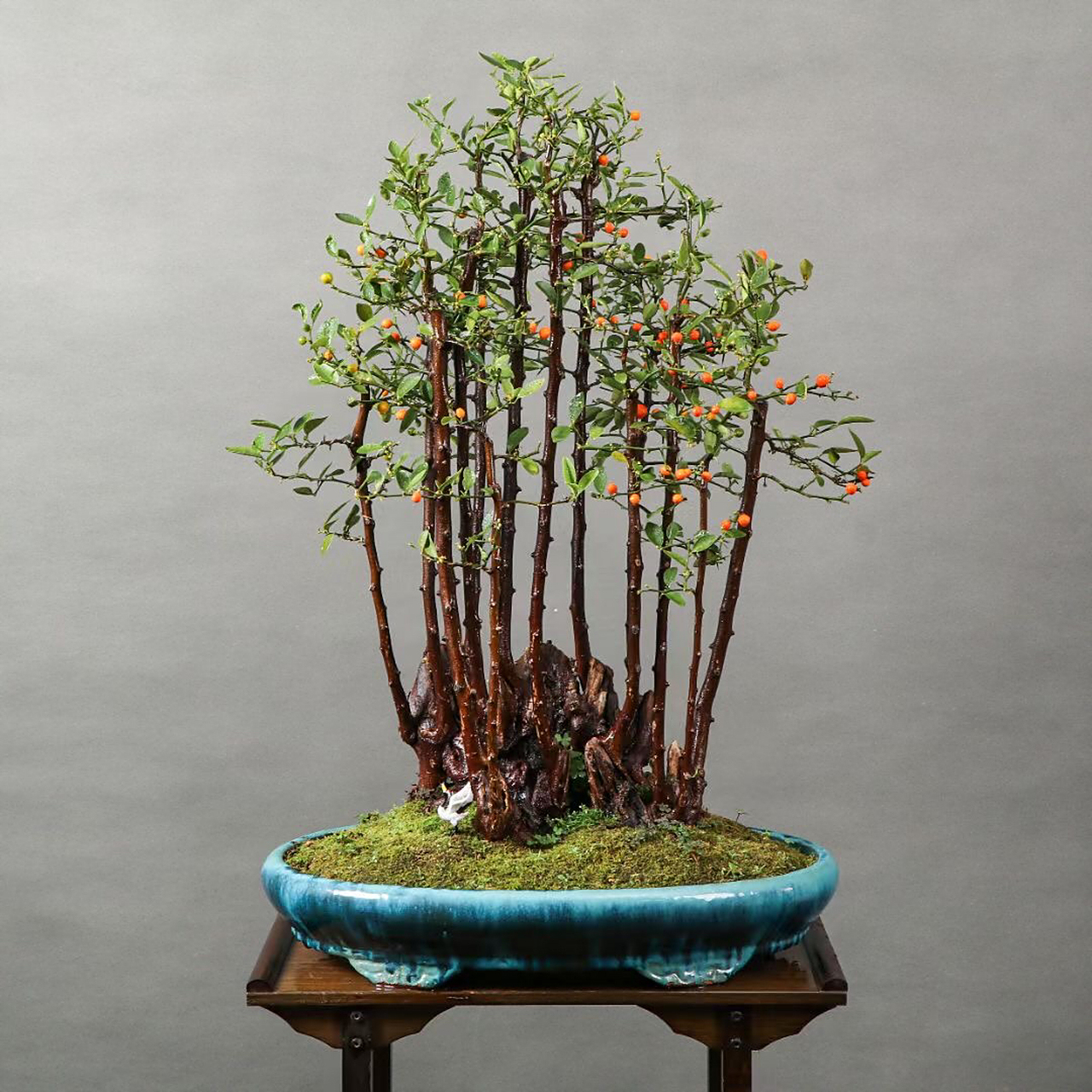 野生一本丛林老桩金豆大盆景,属于观型赏果两不误的一款盆栽