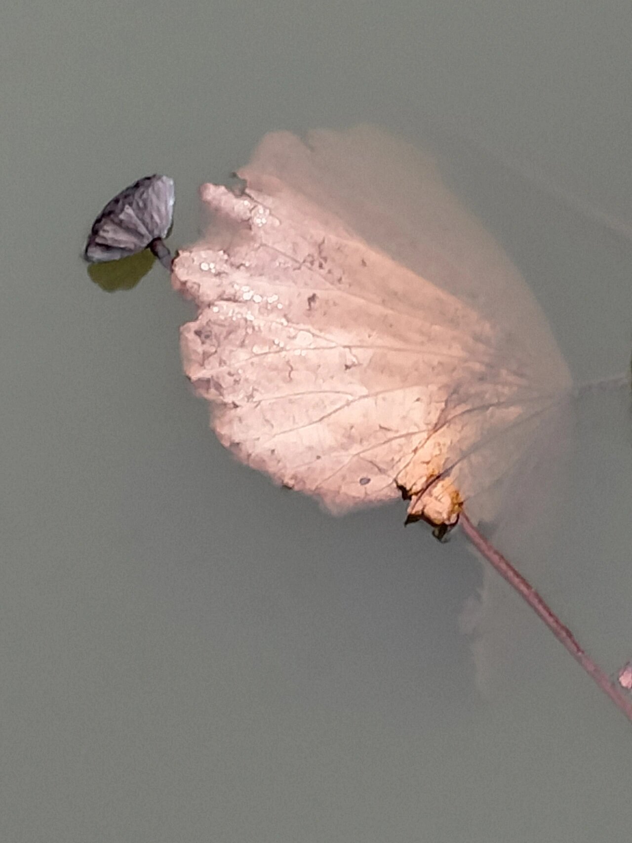 昨天已发一组雨中残荷图