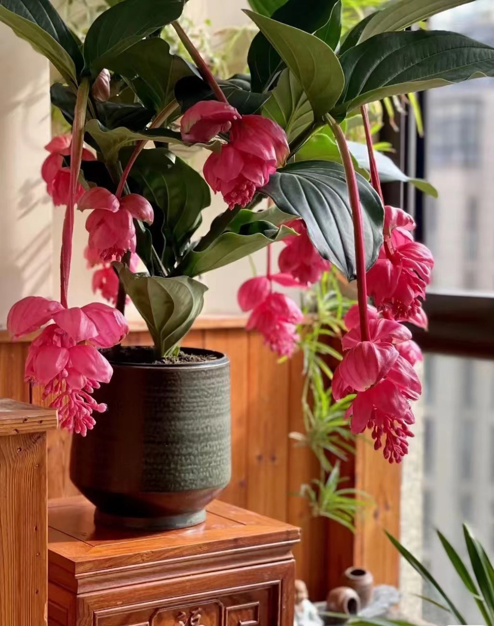 最美花王,年宵花宝莲灯 宝莲灯94由于花开的花造型很像中国传统的