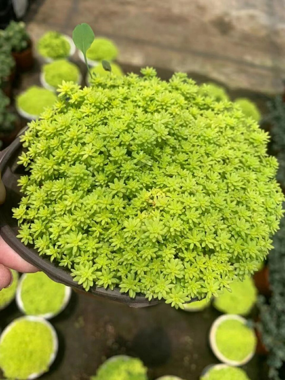 黄金薄雪万年草-又称黄金万年草-黄金草 黄金薄雪万年草(学名:sedum