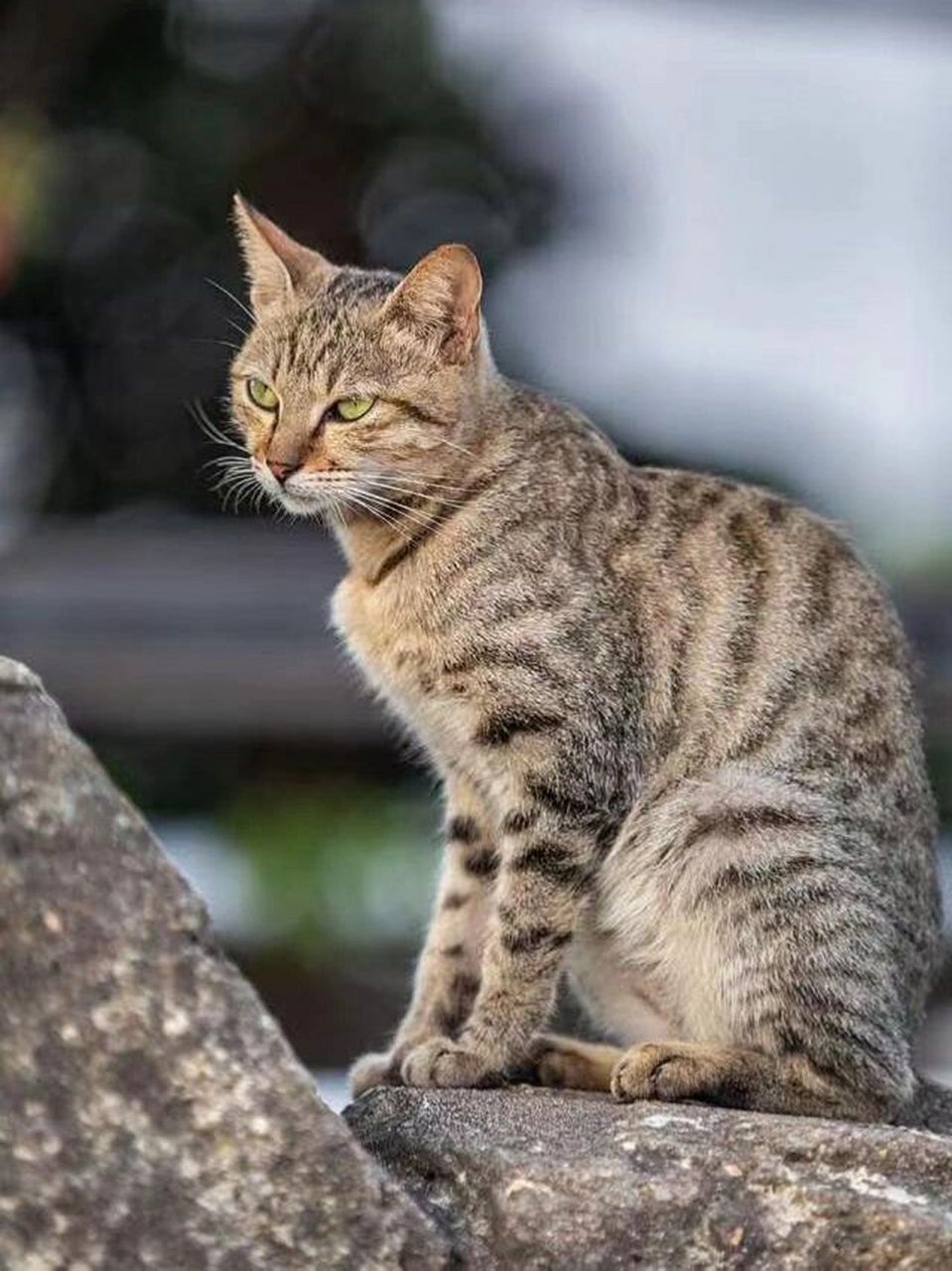 每天认识一只猫:狸花猫93 16615平均寿命:15～186115 266