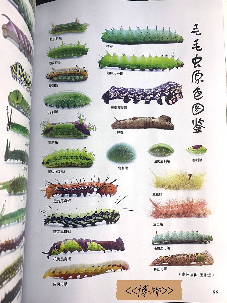 昆虫记—《博物》毛毛虫图鉴 近期不少朋友评论区发图咨询毛虫品种