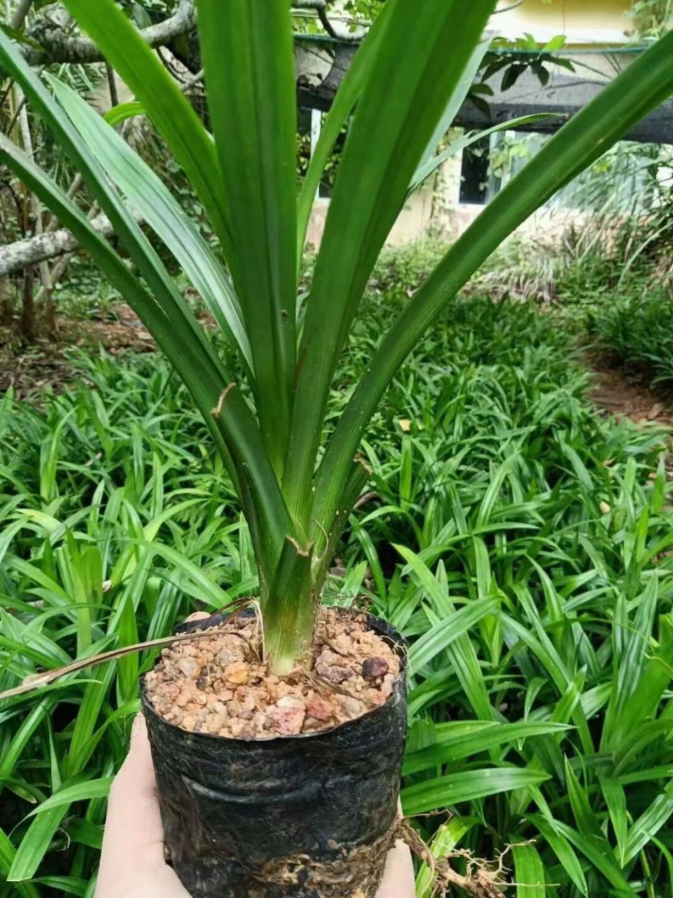 斑斓苗,很好种1种就活.不挑地方,阳台都可以种