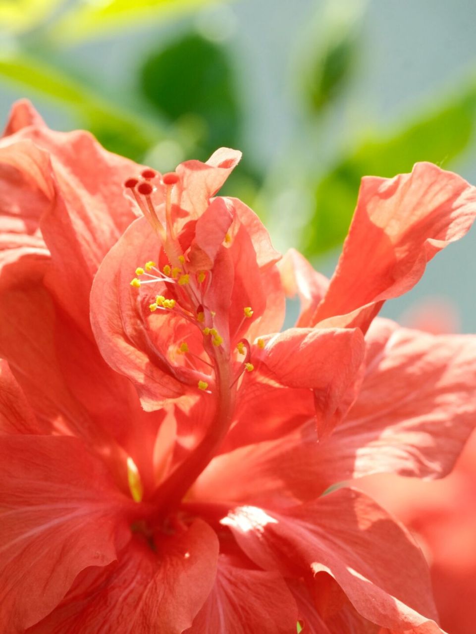 富士xt4直出原图/扶桑花 91:xt4 70-300镜头#花# #画画素材# #画画