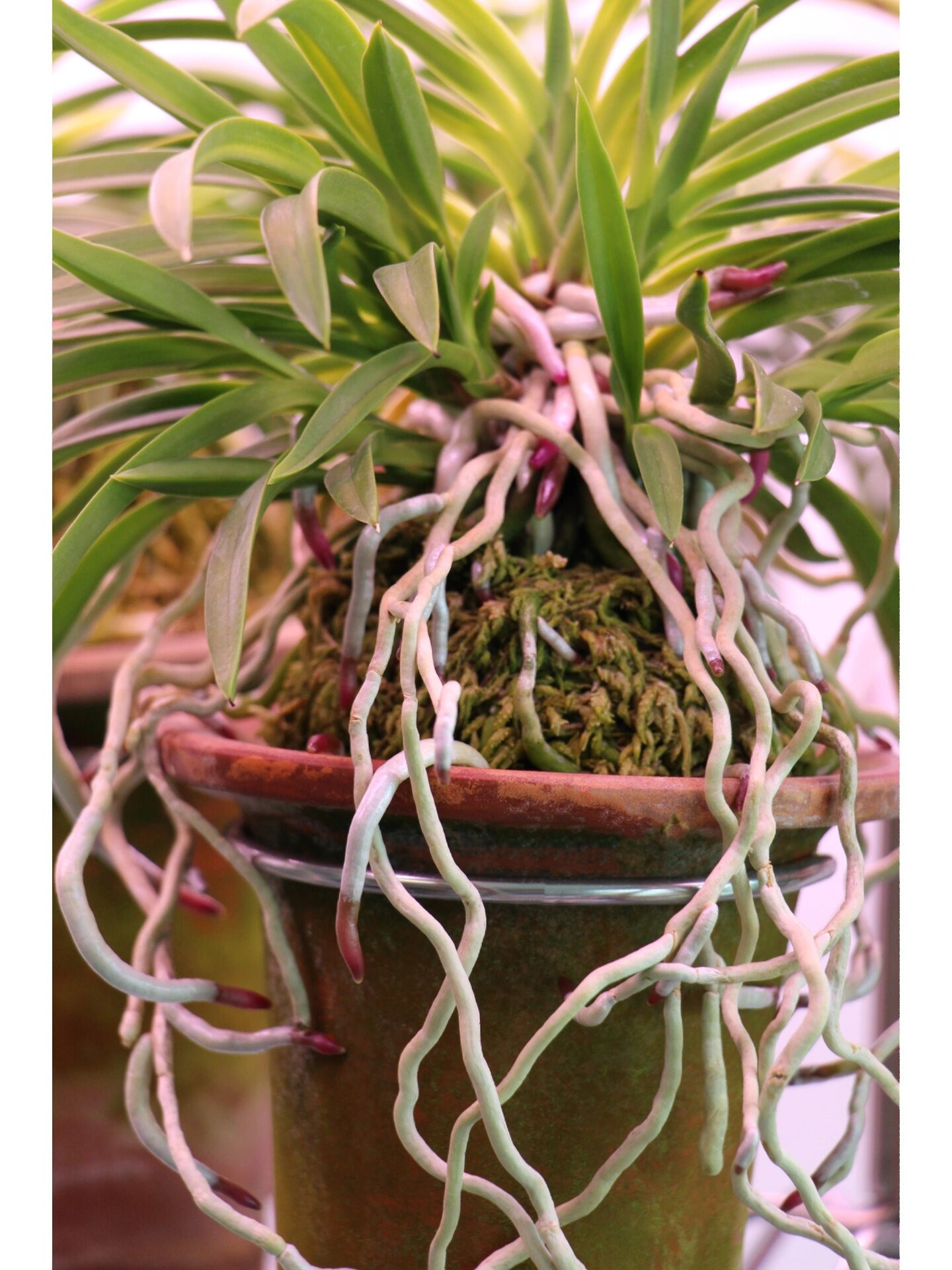 风兰(富贵兰)赏根第一季