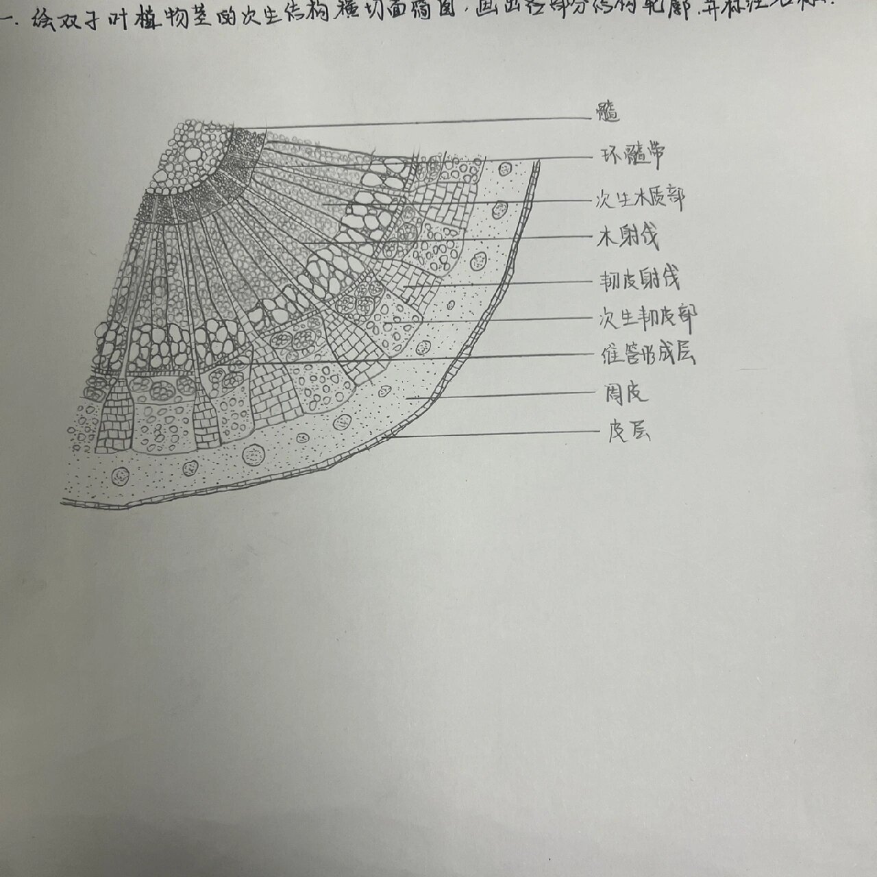 双子叶植物茎次生结构横切面图@阿瑞在乡村的动态