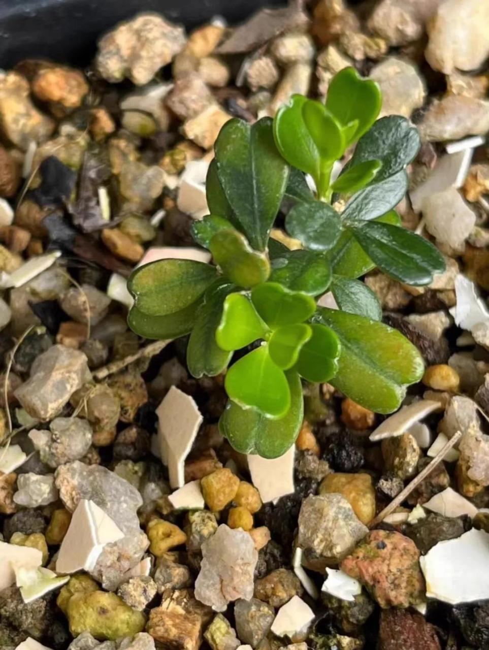 最近网络上在炒作一种凤米赛珍珠的黄杨品种,一芽这样的一小颗可炒到