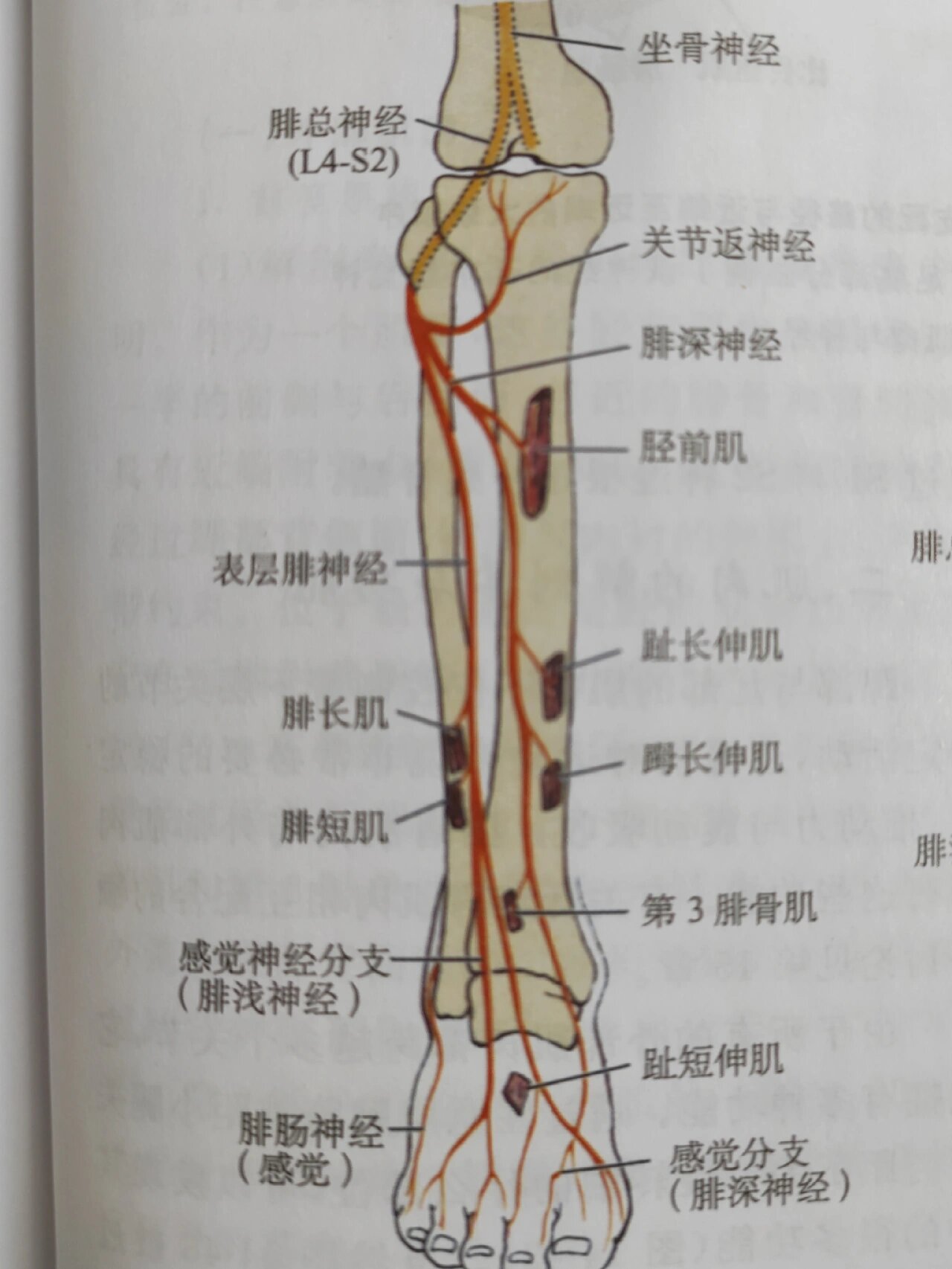 《骨骼肌肉功能解剖学》 ⭐️胫骨前肌  胫腓骨上端骨间膜前面